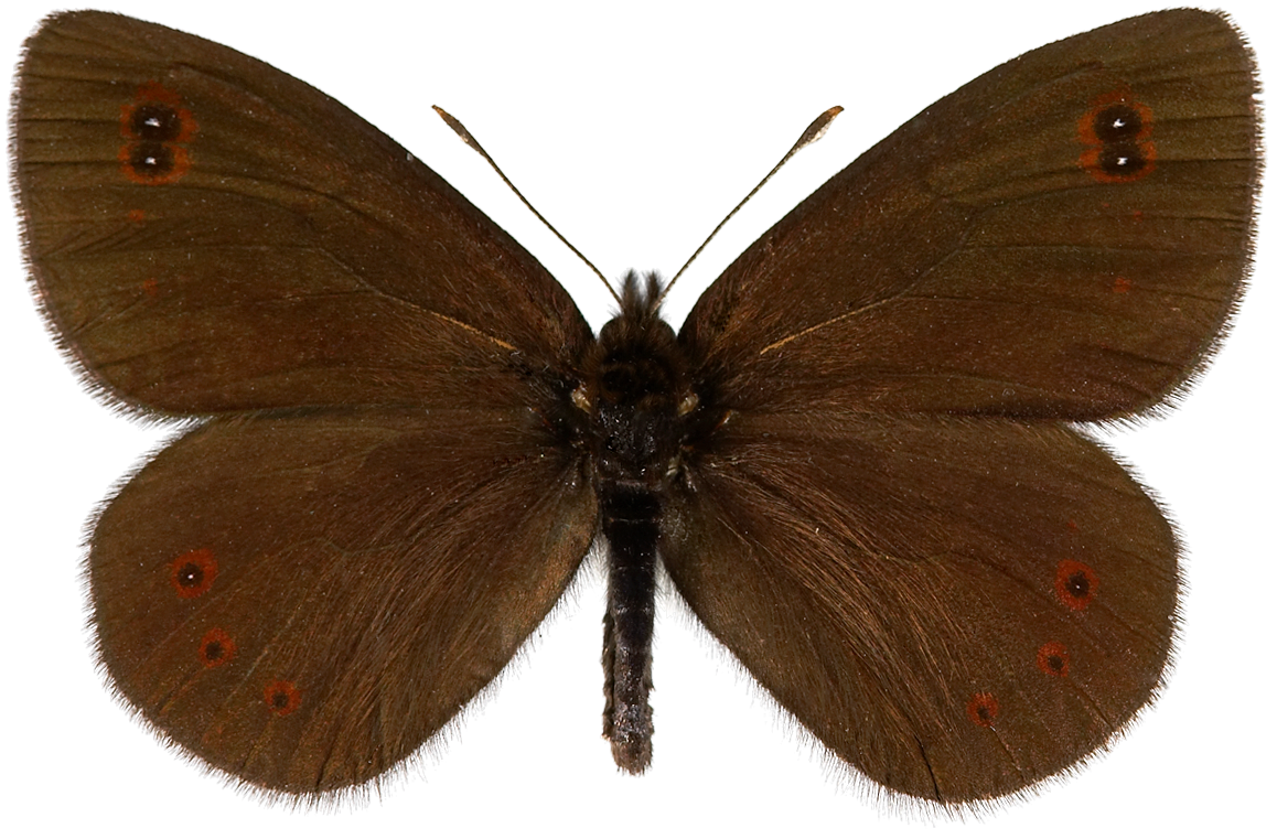 : Erebia medusa.