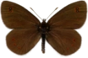 : Erebia medusa.