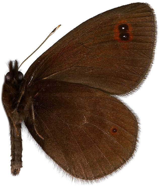 : Erebia medusa.