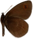 : Erebia medusa.