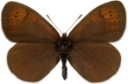 : Erebia pandrose.