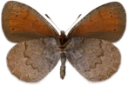 : Erebia pandrose.