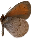 : Erebia pandrose.