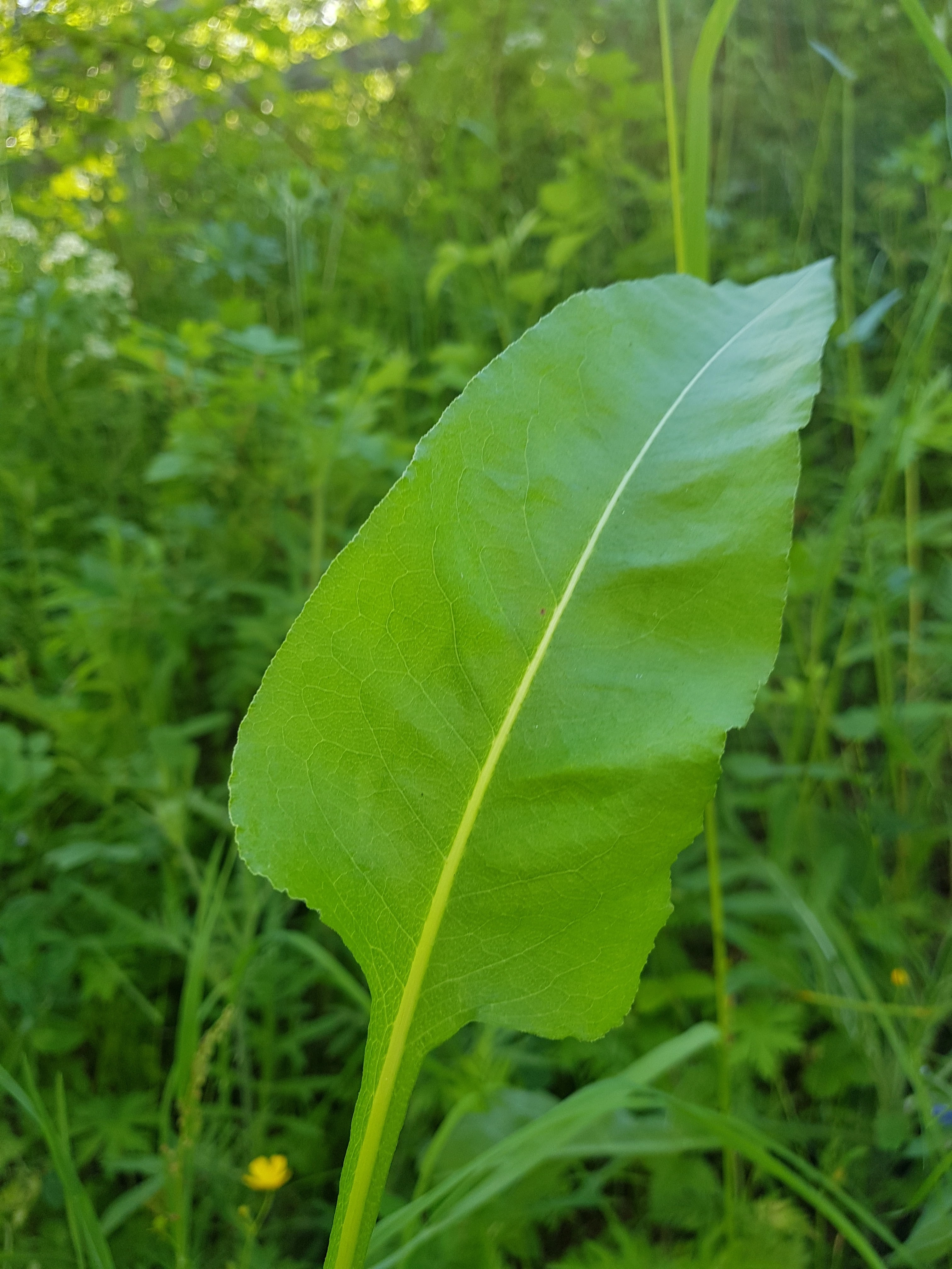 : Persicaria bistorta.