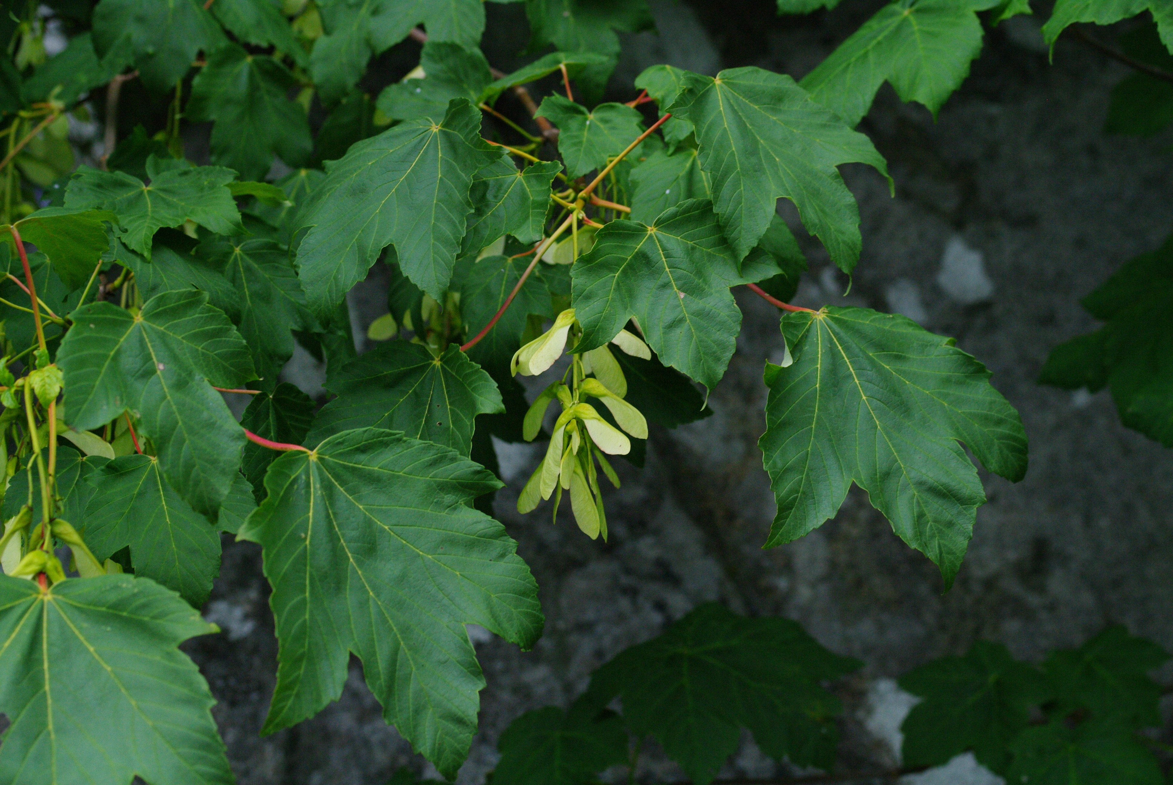 : Acer pseudoplatanus.