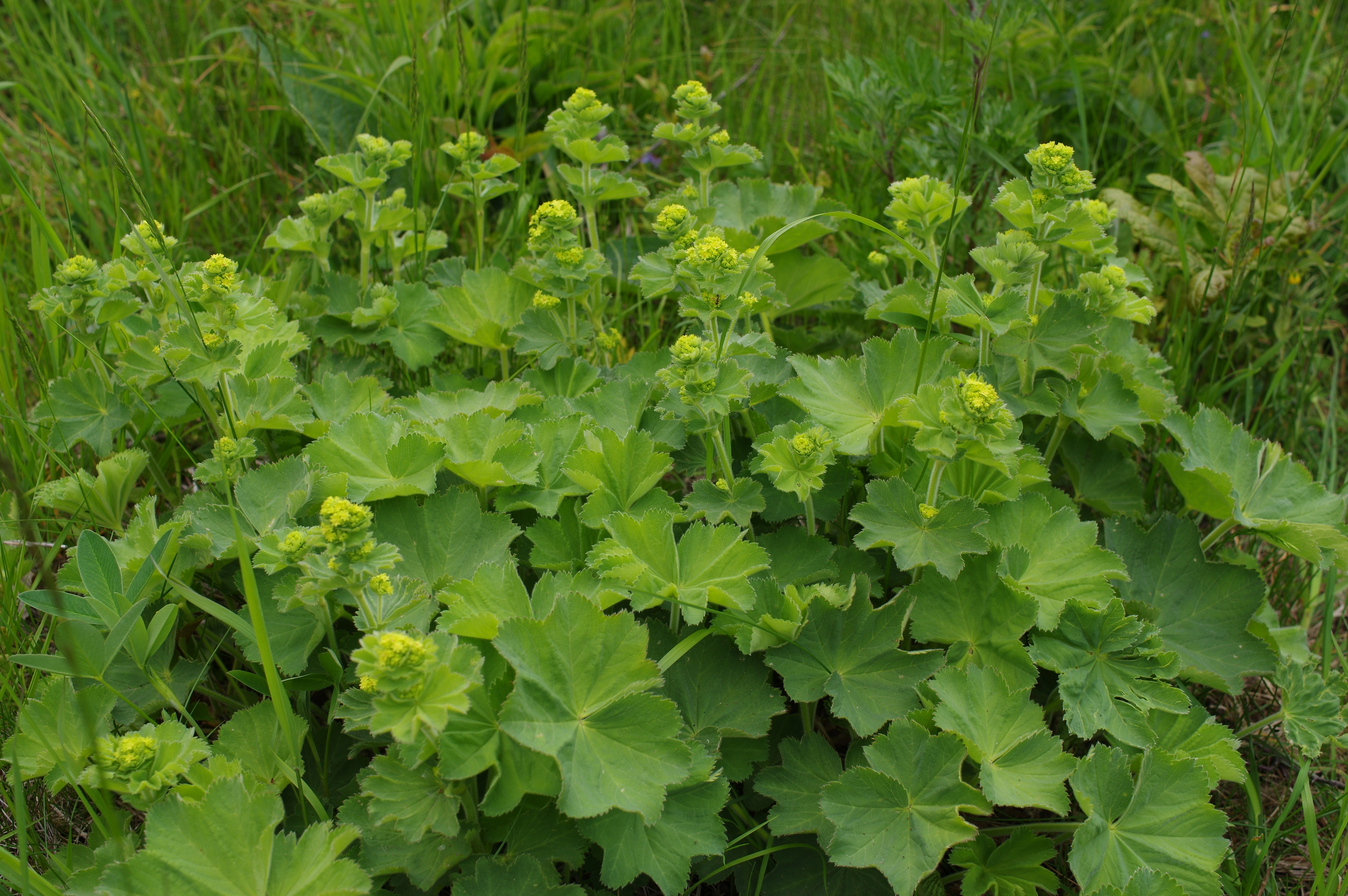 : Alchemilla mollis.