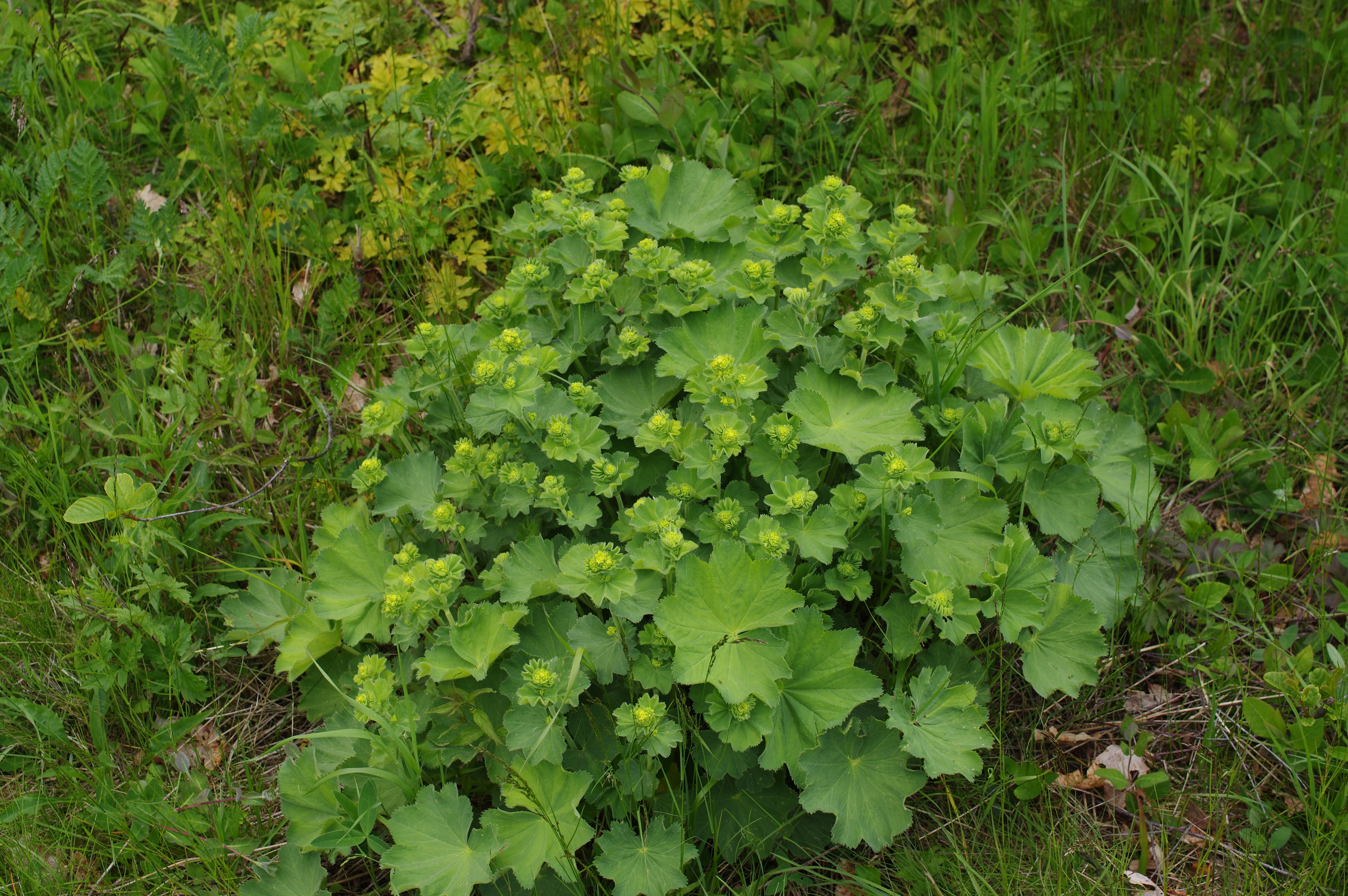 : Alchemilla mollis.