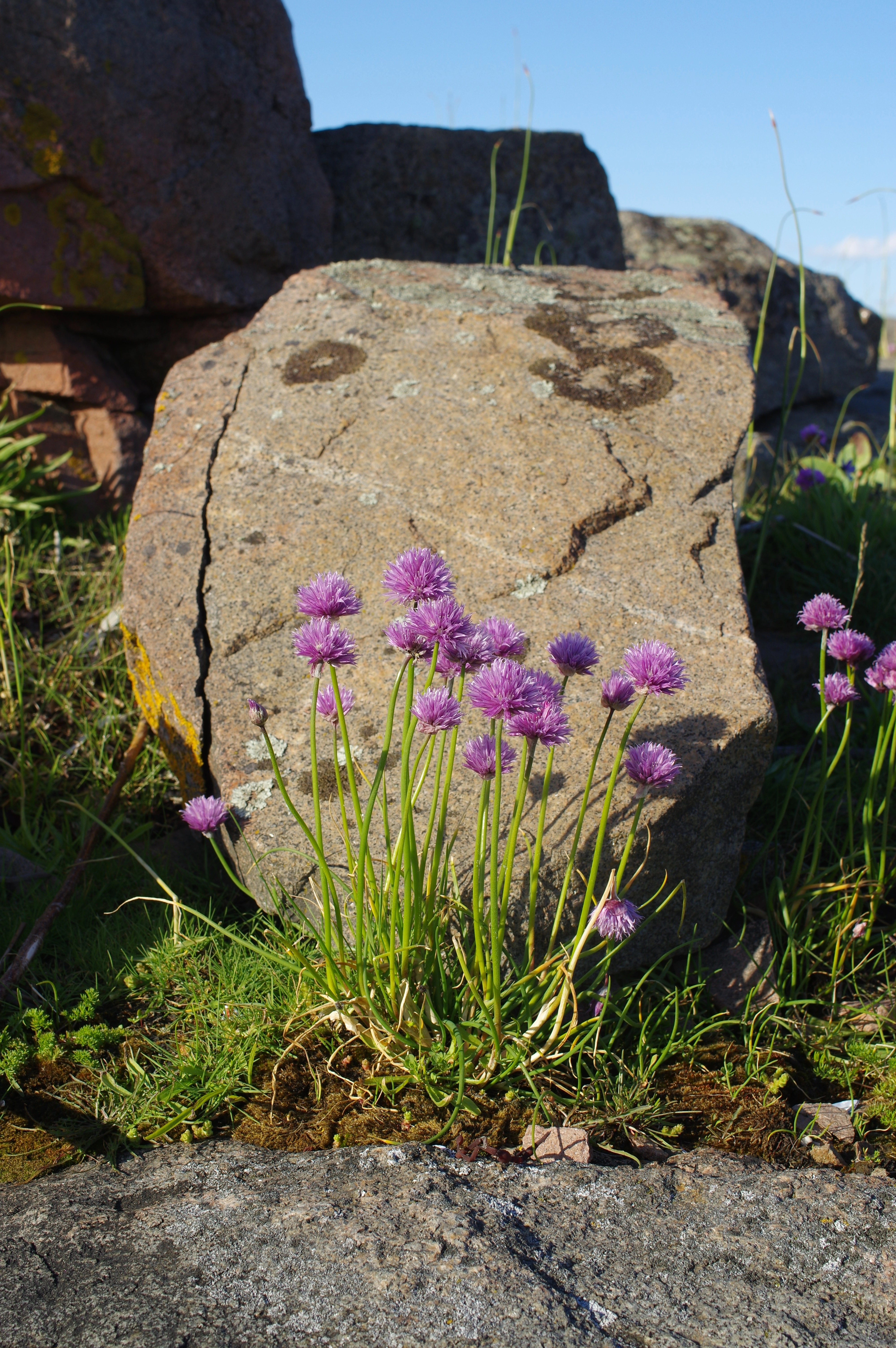 : Allium schoenoprasum schoenoprasum.