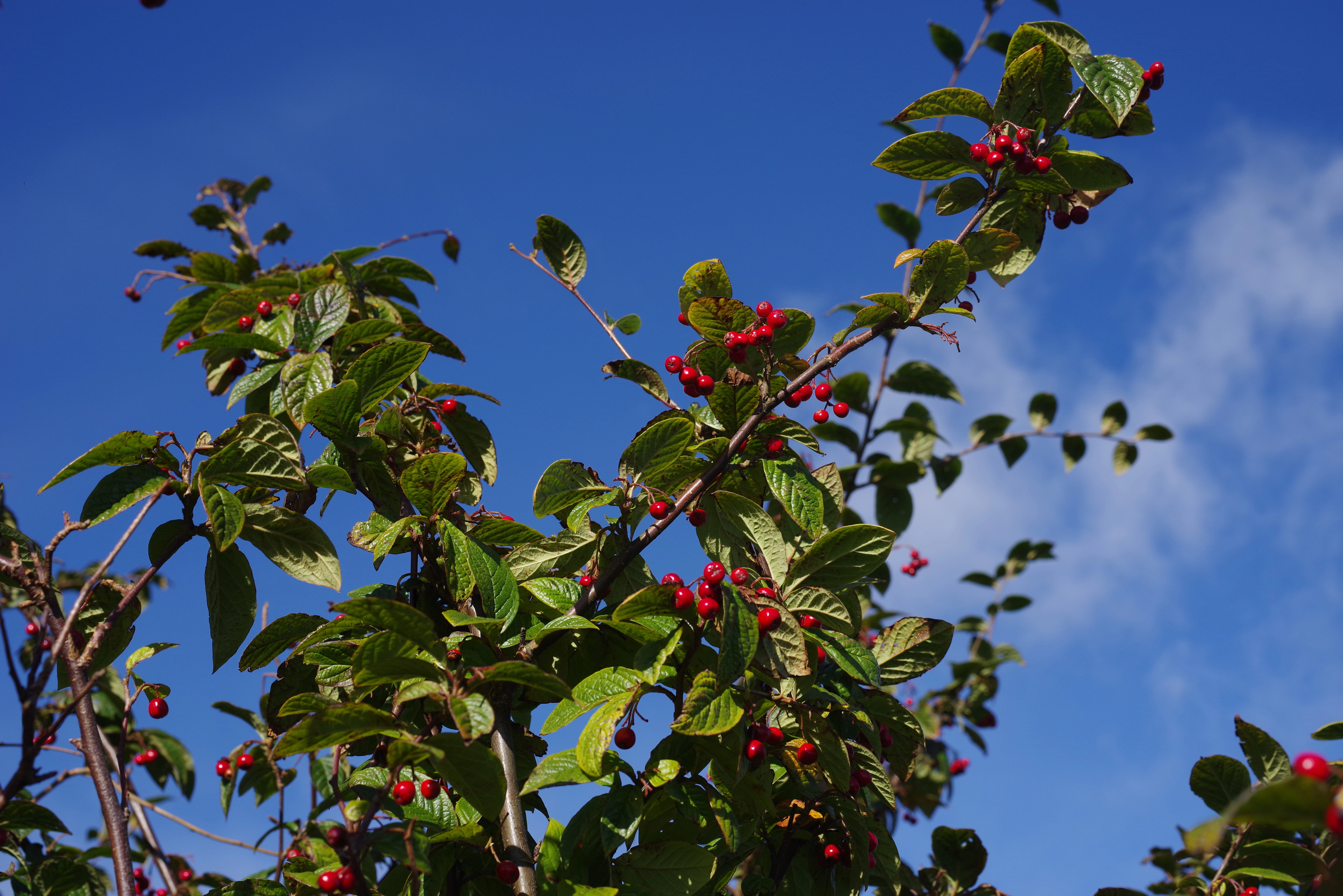 : Cotoneaster bullatus.