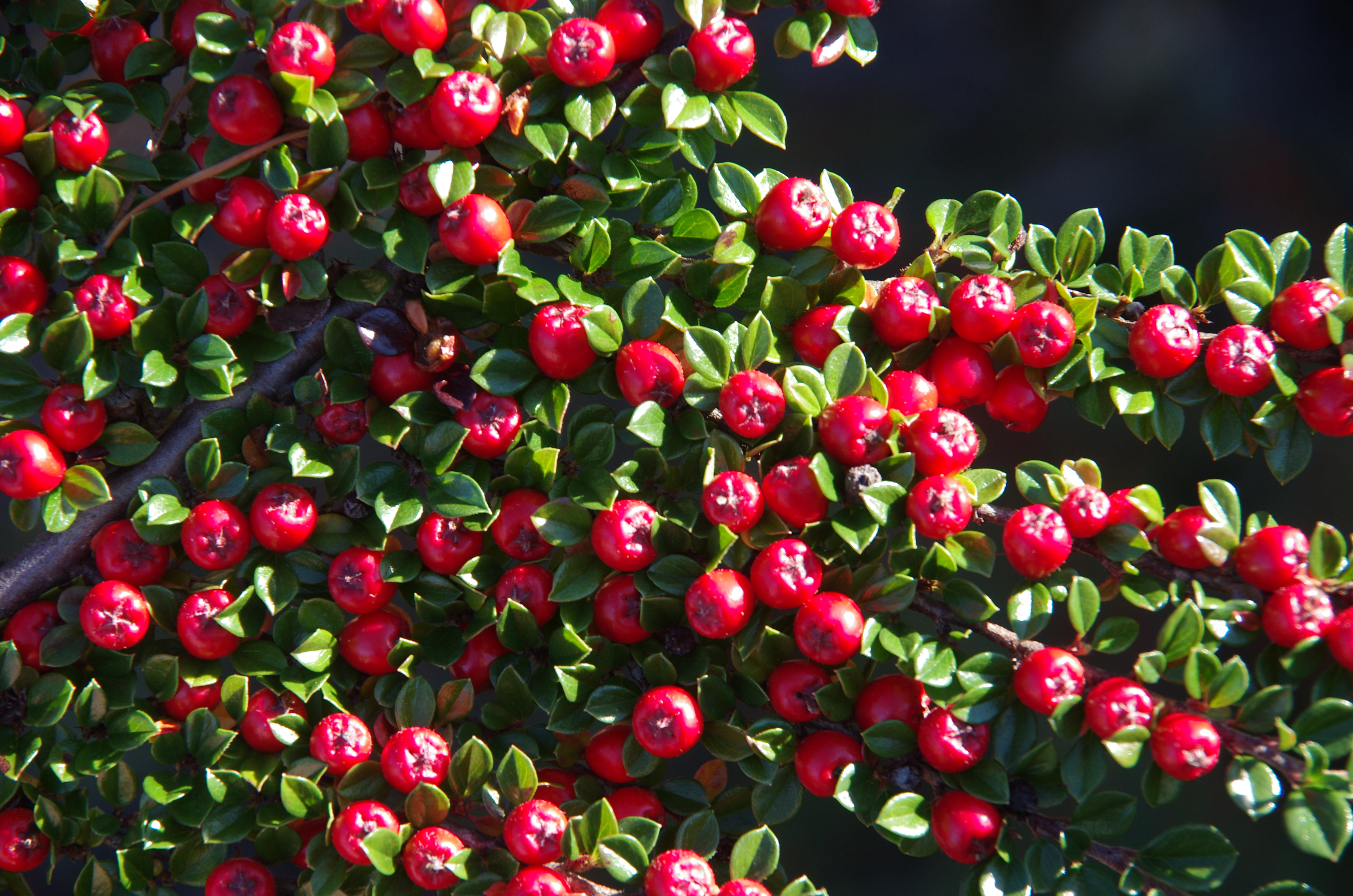 : Cotoneaster horizontalis.