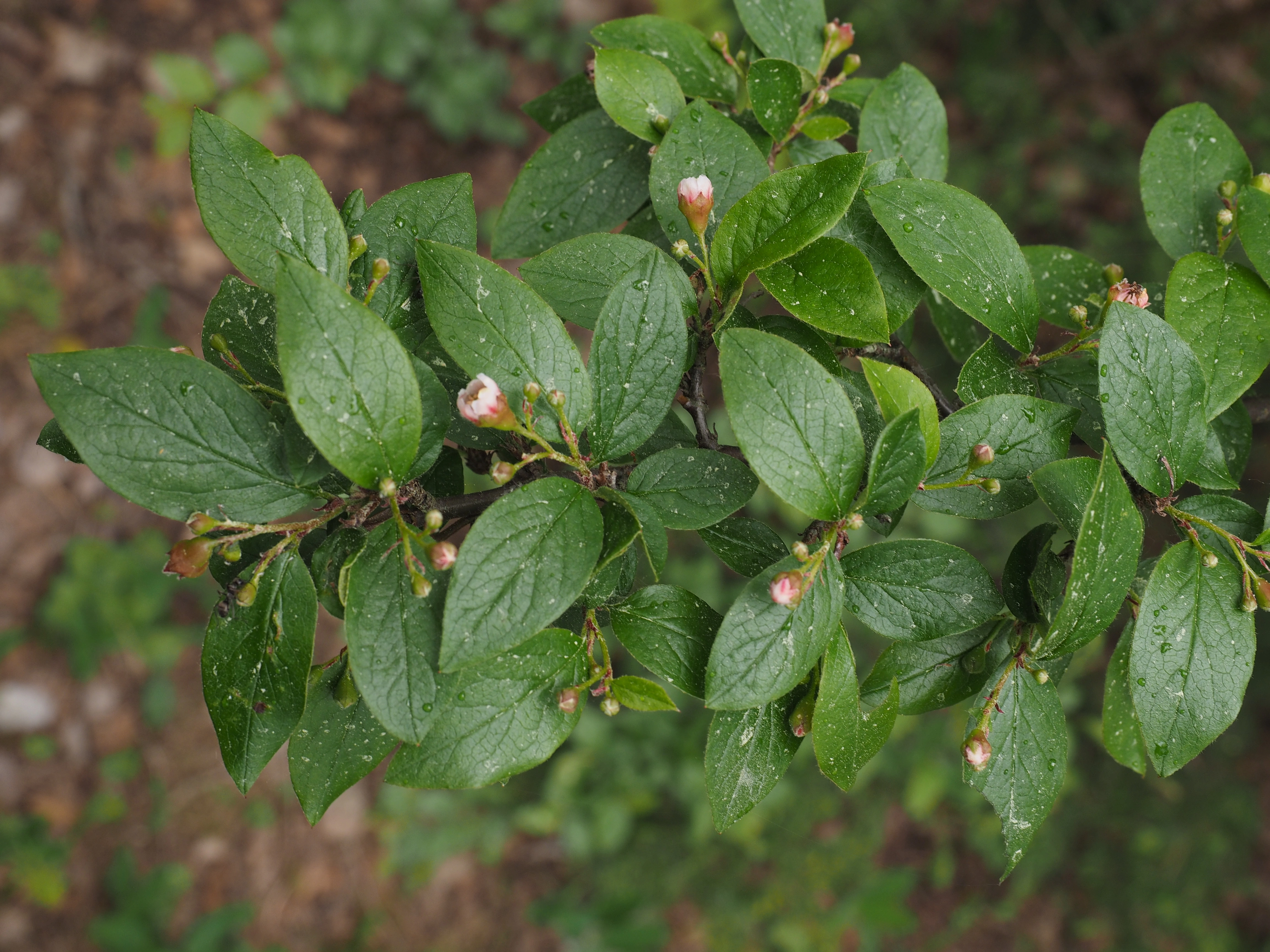 : Cotoneaster lucidus.