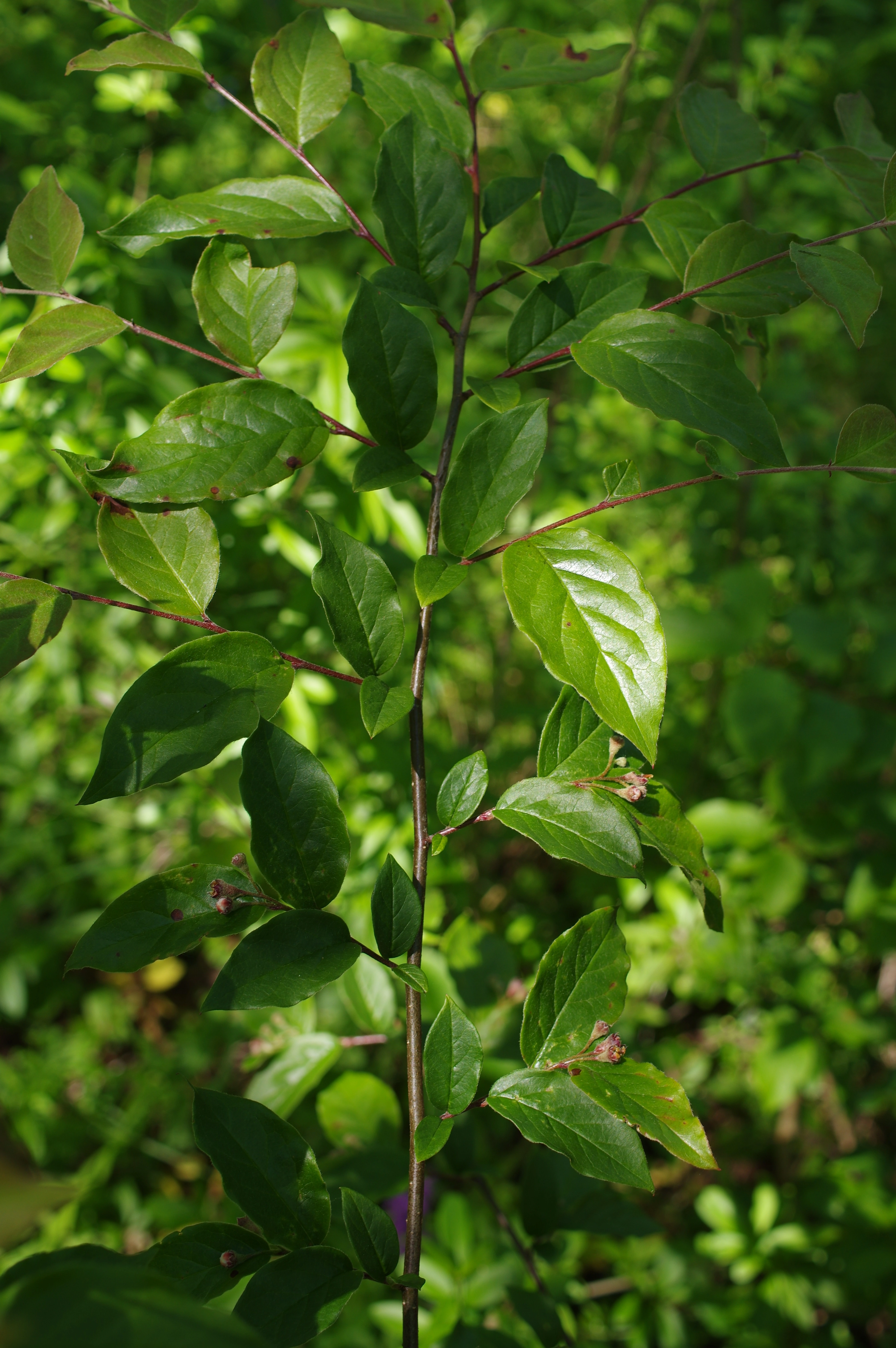 : Cotoneaster villosulus.