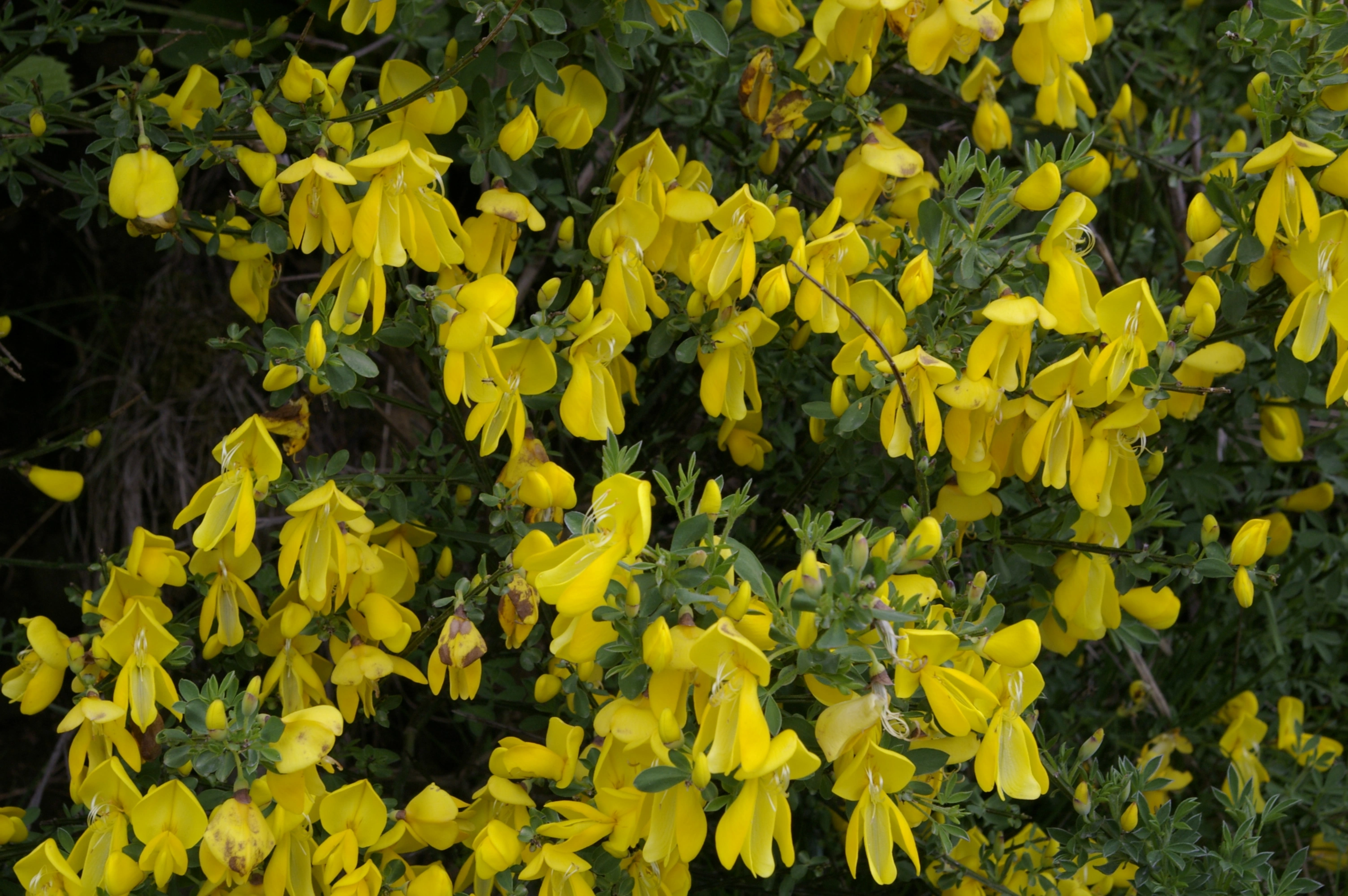 : Cytisus scoparius.