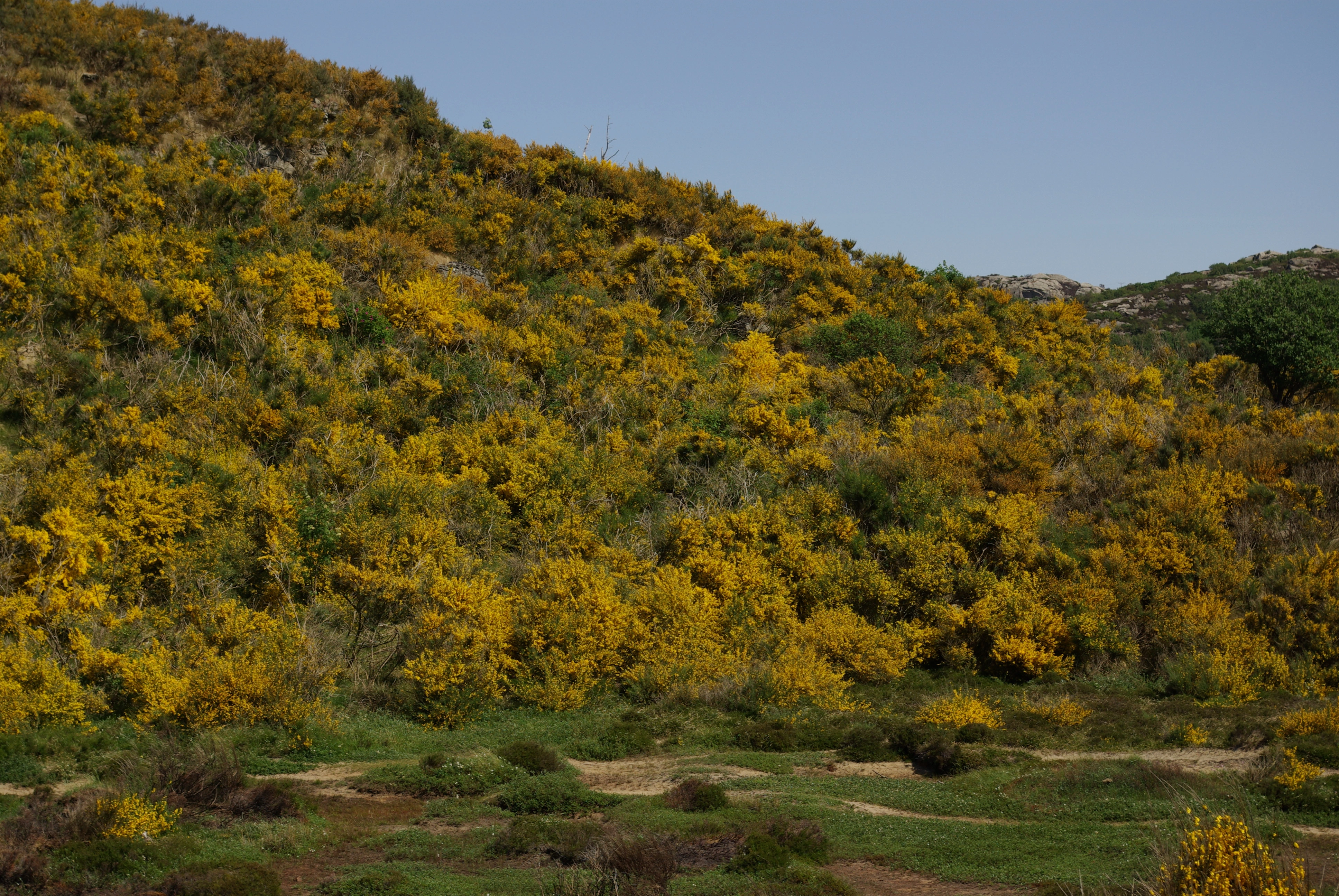 : Cytisus scoparius.