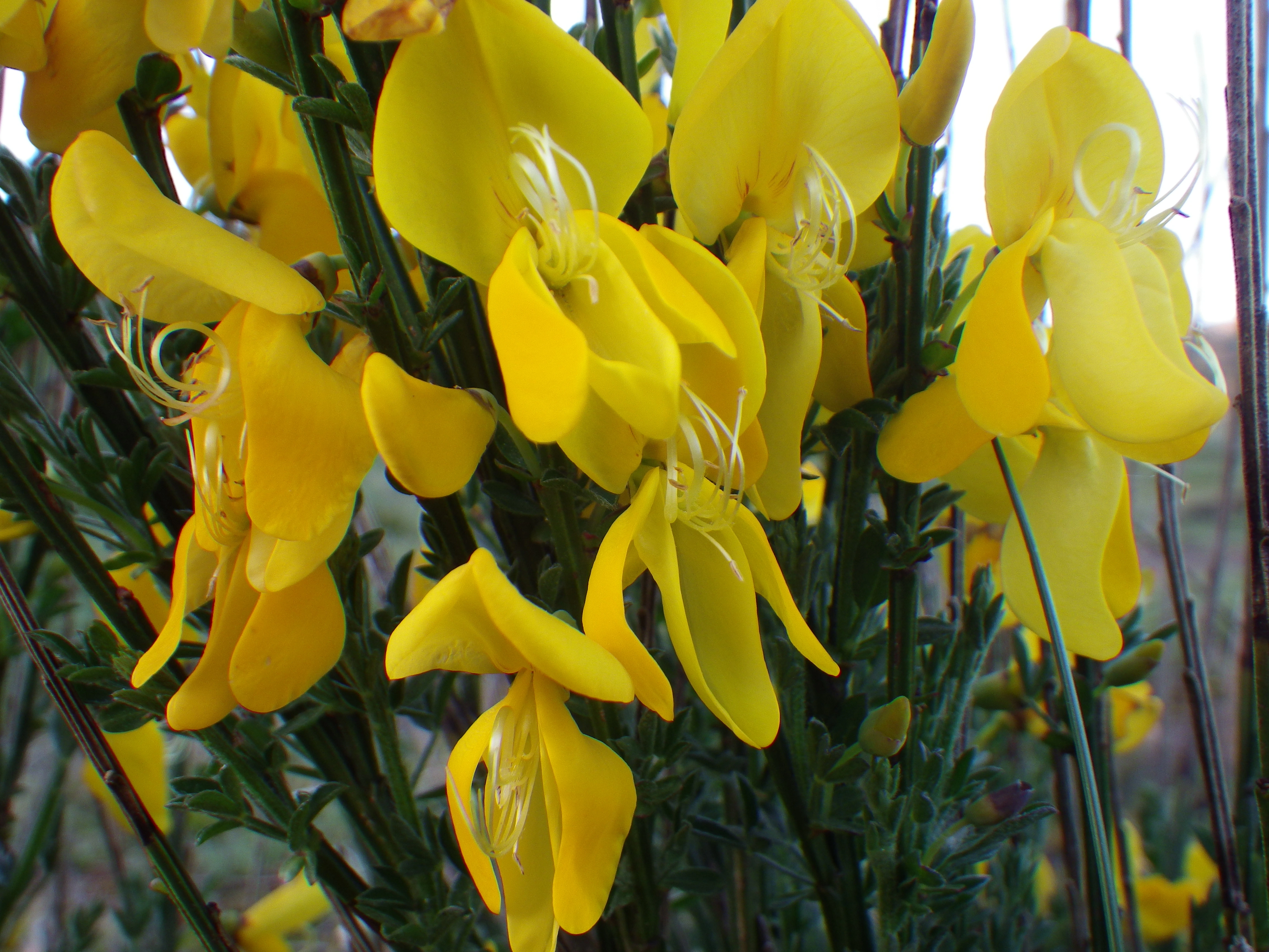 : Cytisus scoparius.