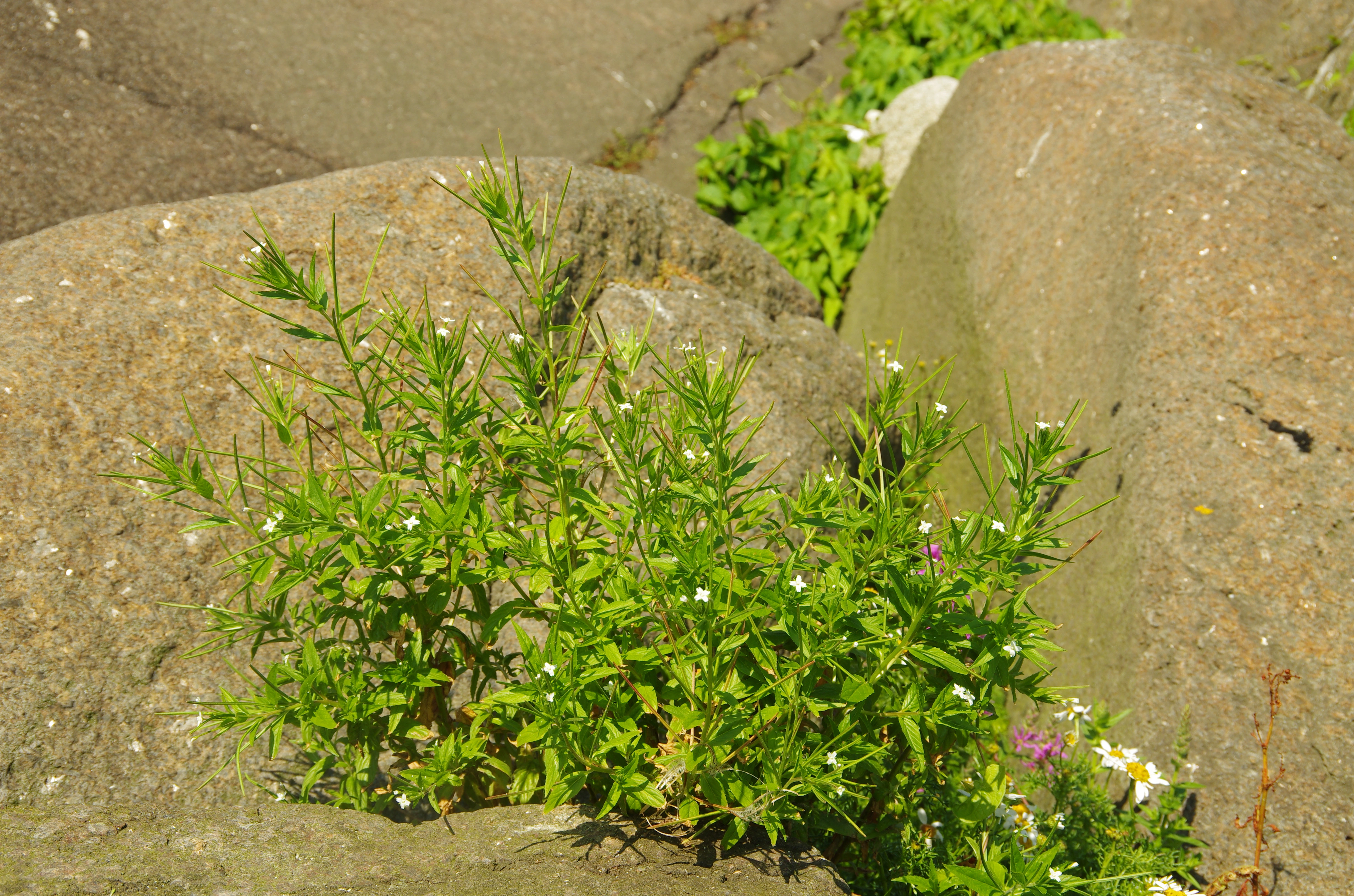 : Epilobium ciliatum ciliatum.