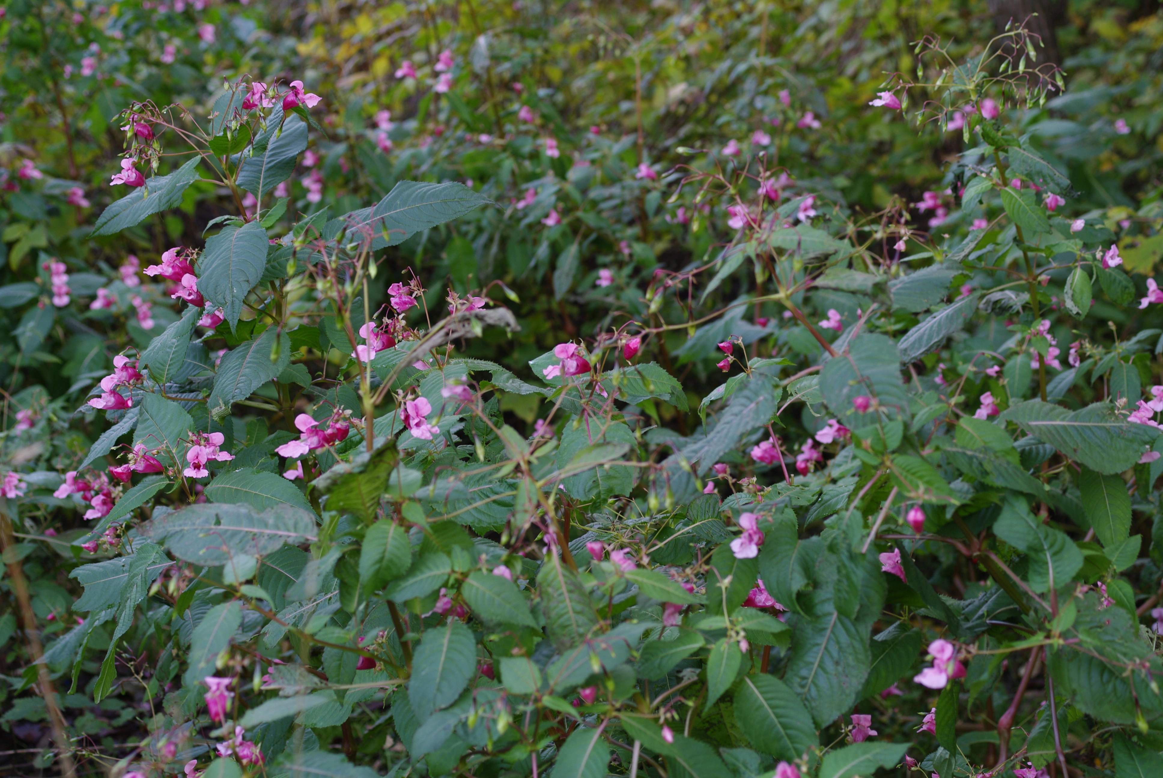 : Impatiens glandulifera.