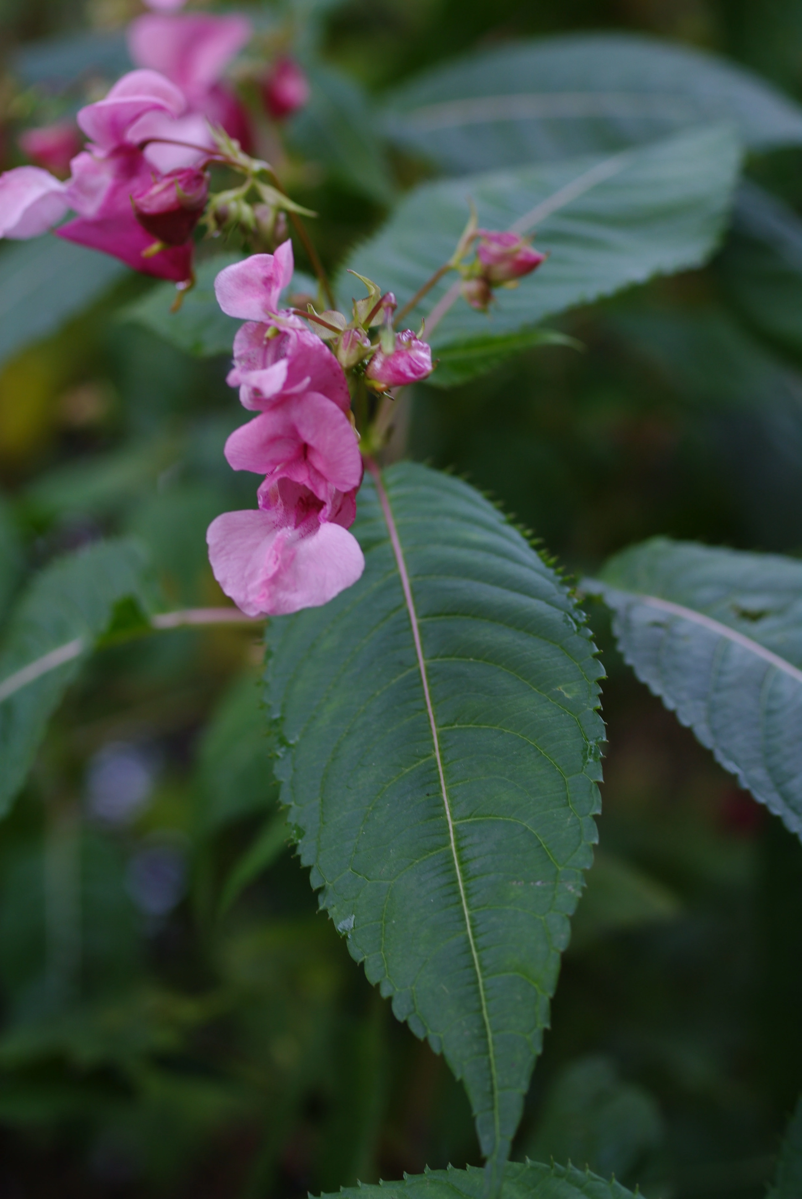 : Impatiens glandulifera.