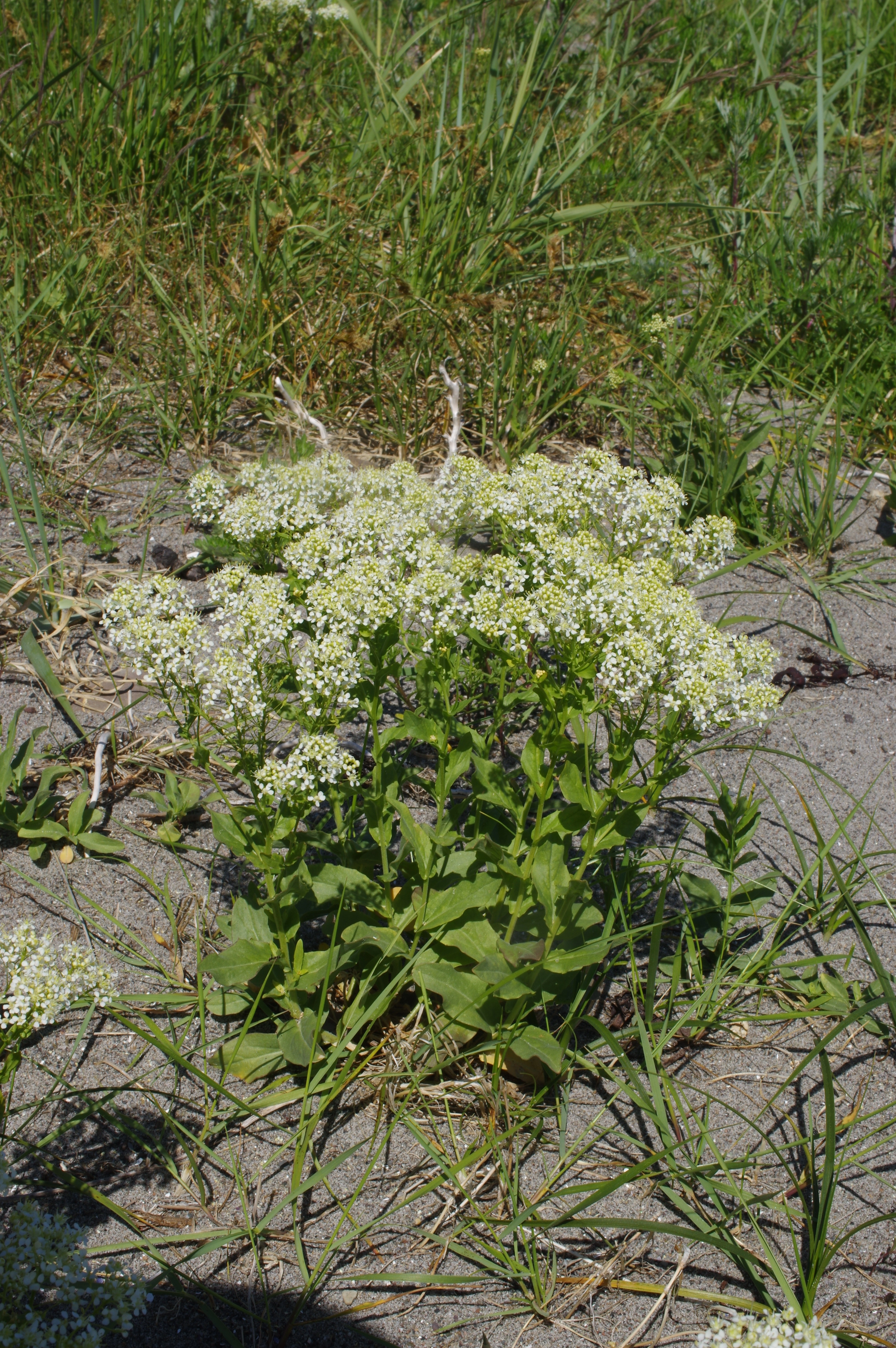 : Lepidium draba.