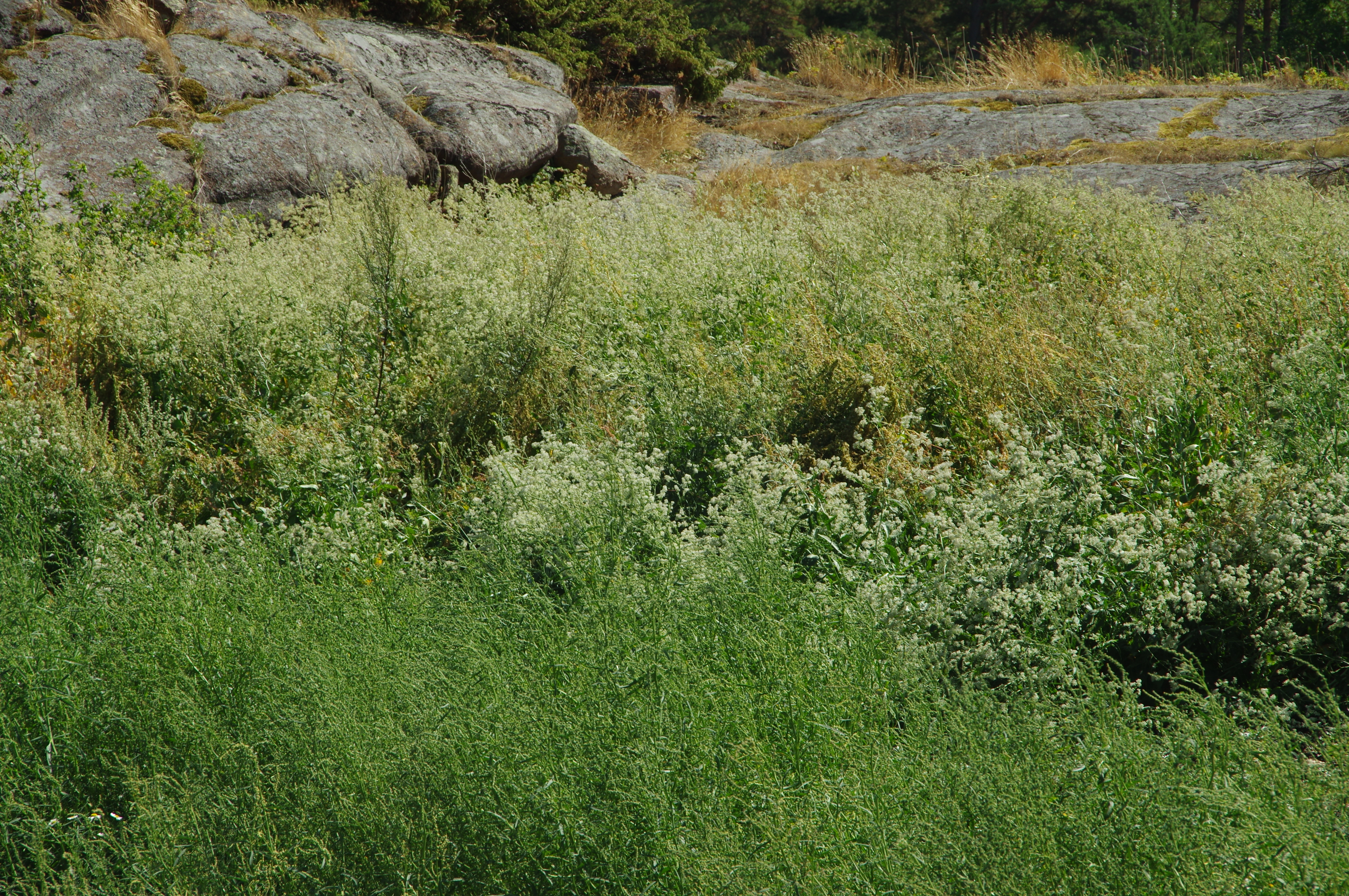 : Lepidium latifolium.