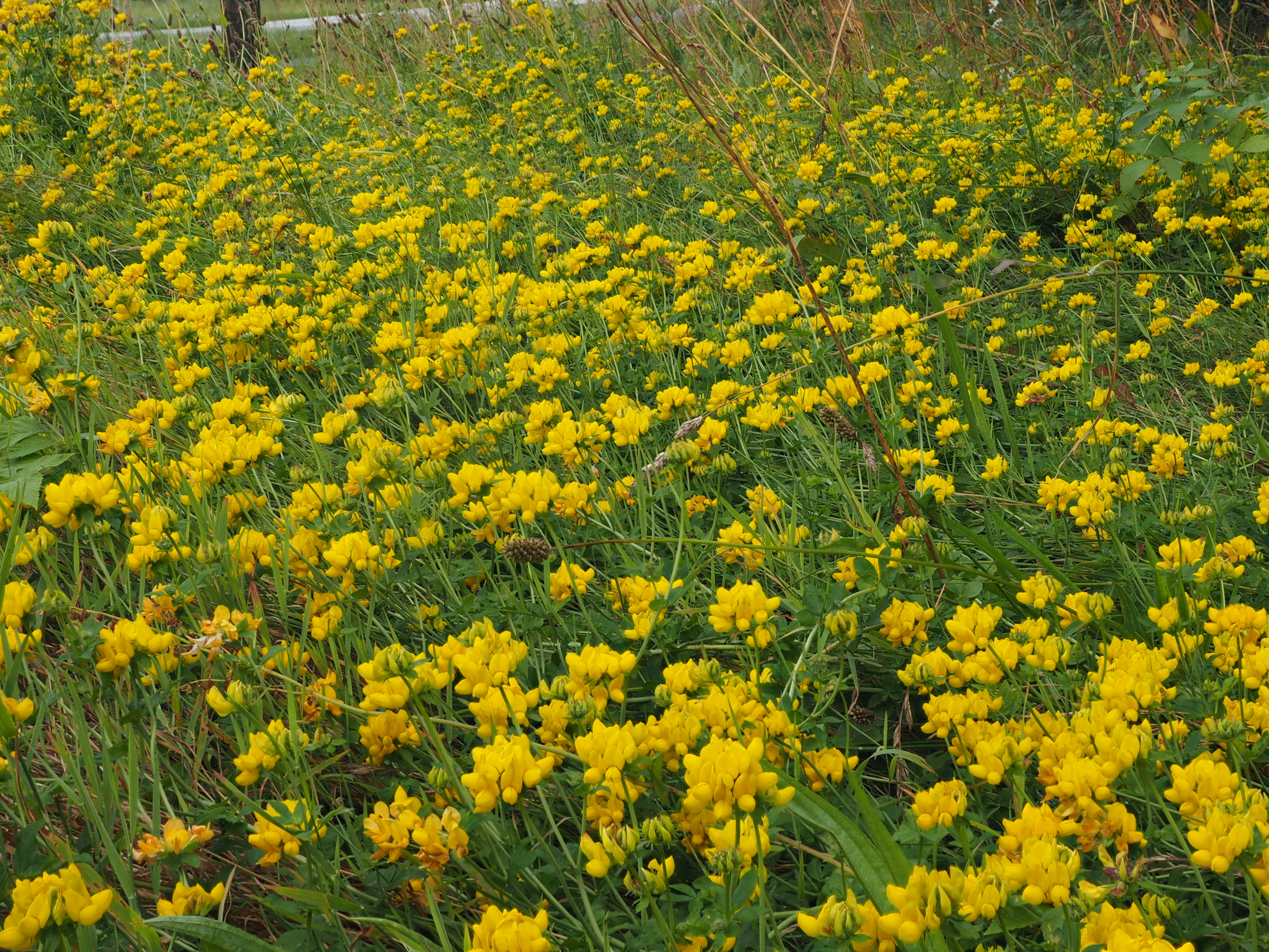 : Lotus pedunculatus.