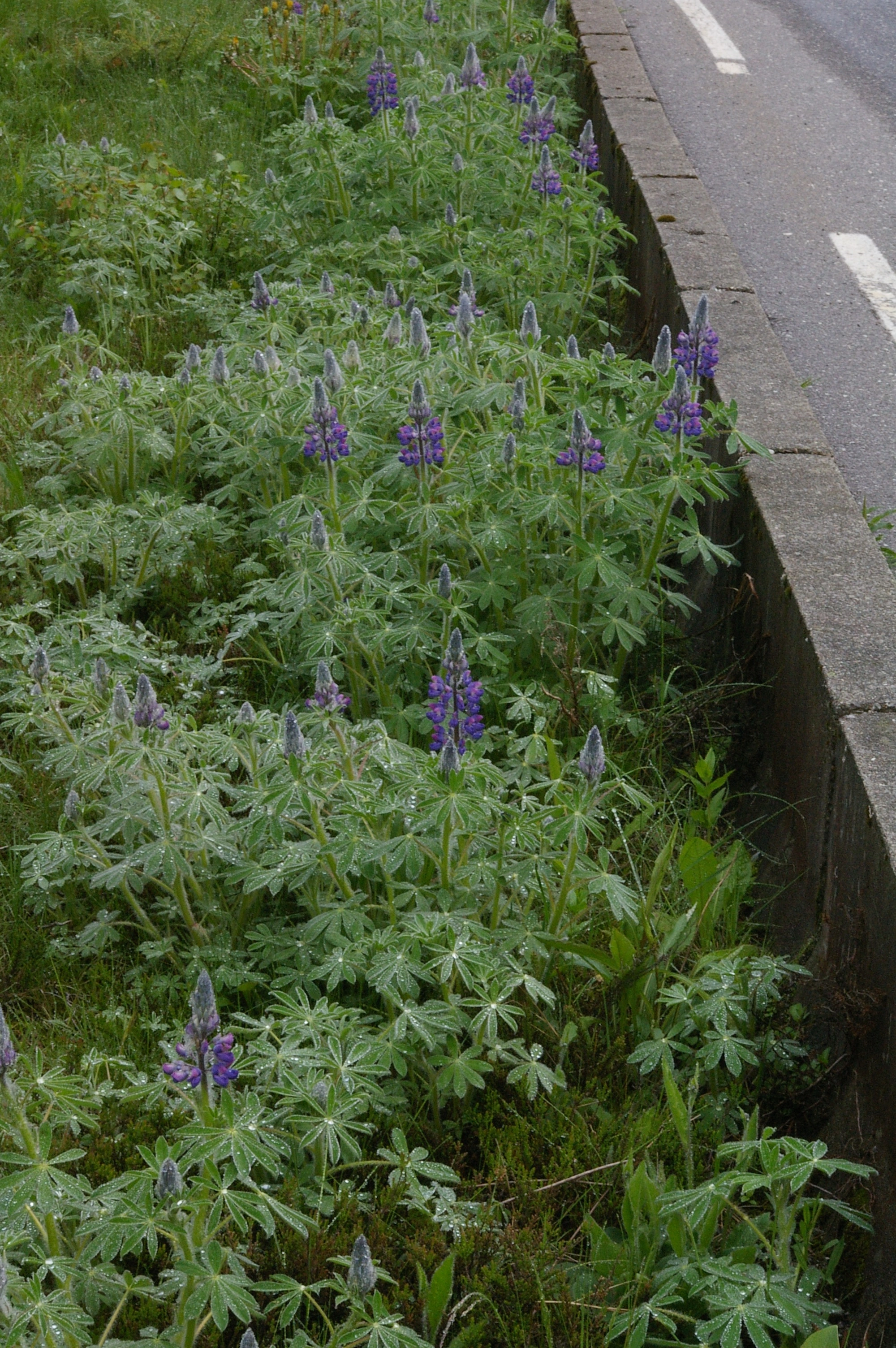 : Lupinus nootkatensis.