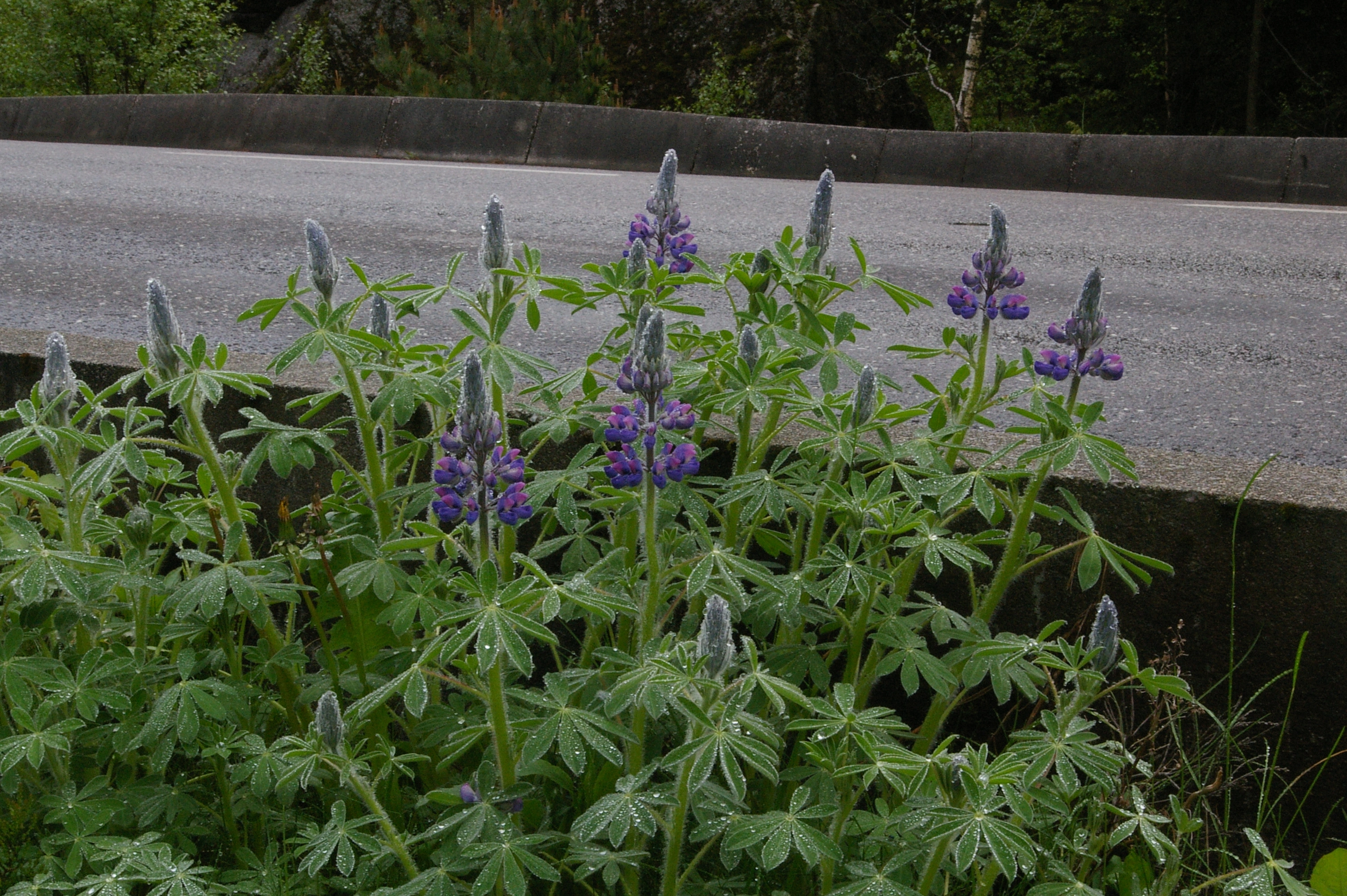 : Lupinus nootkatensis.