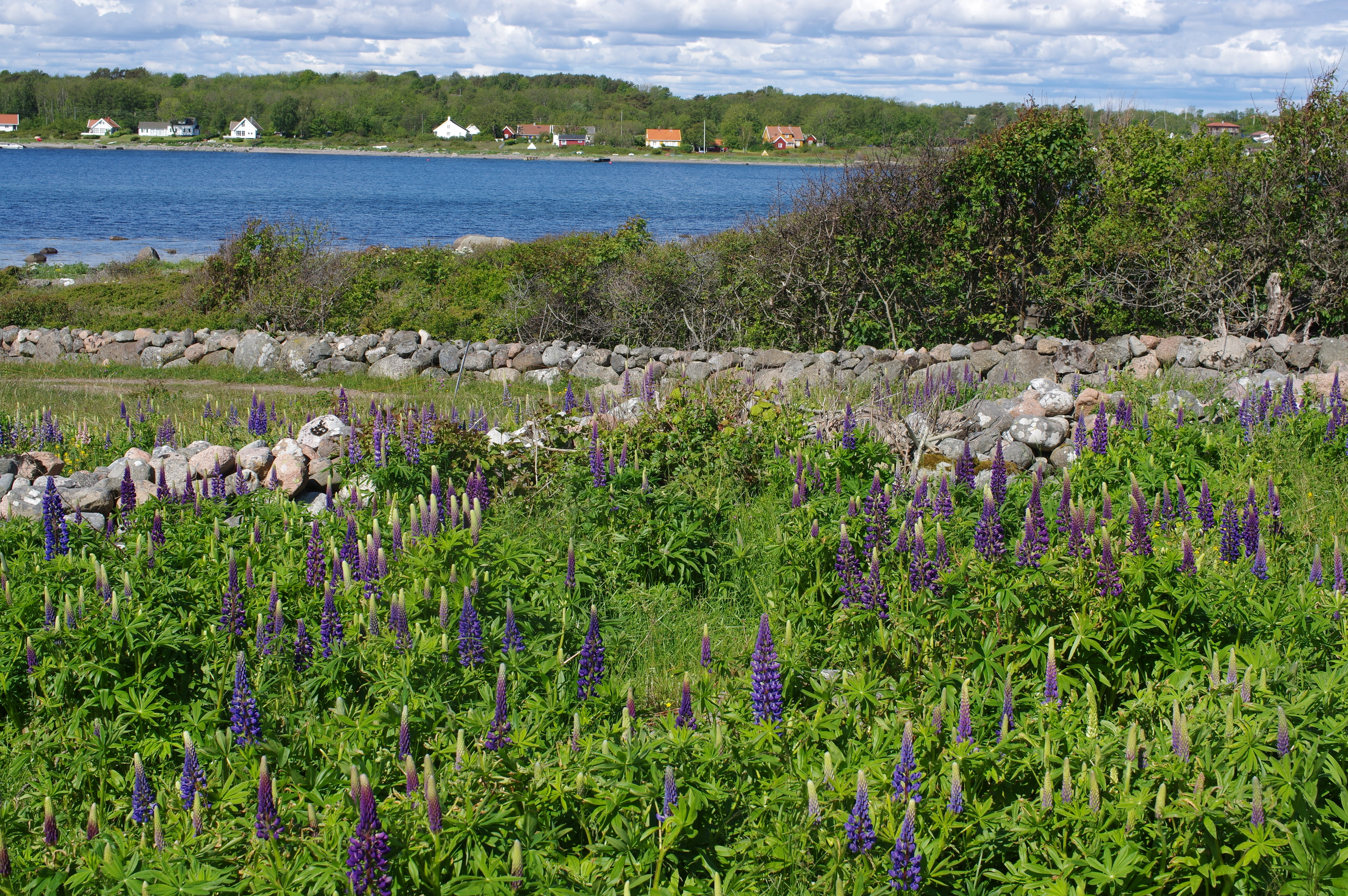 : Lupinus polyphyllus.