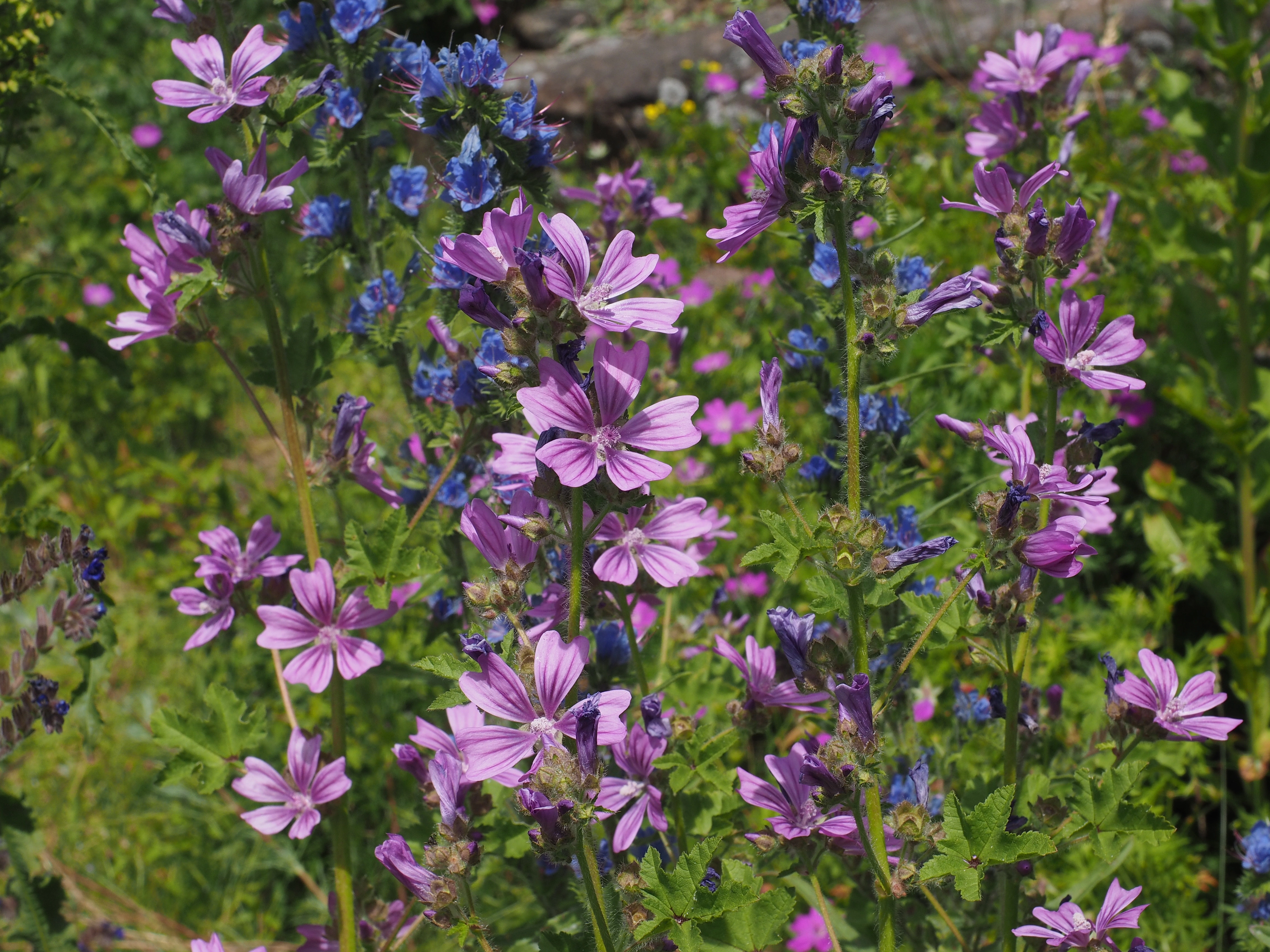 : Malva sylvestris sylvestris.