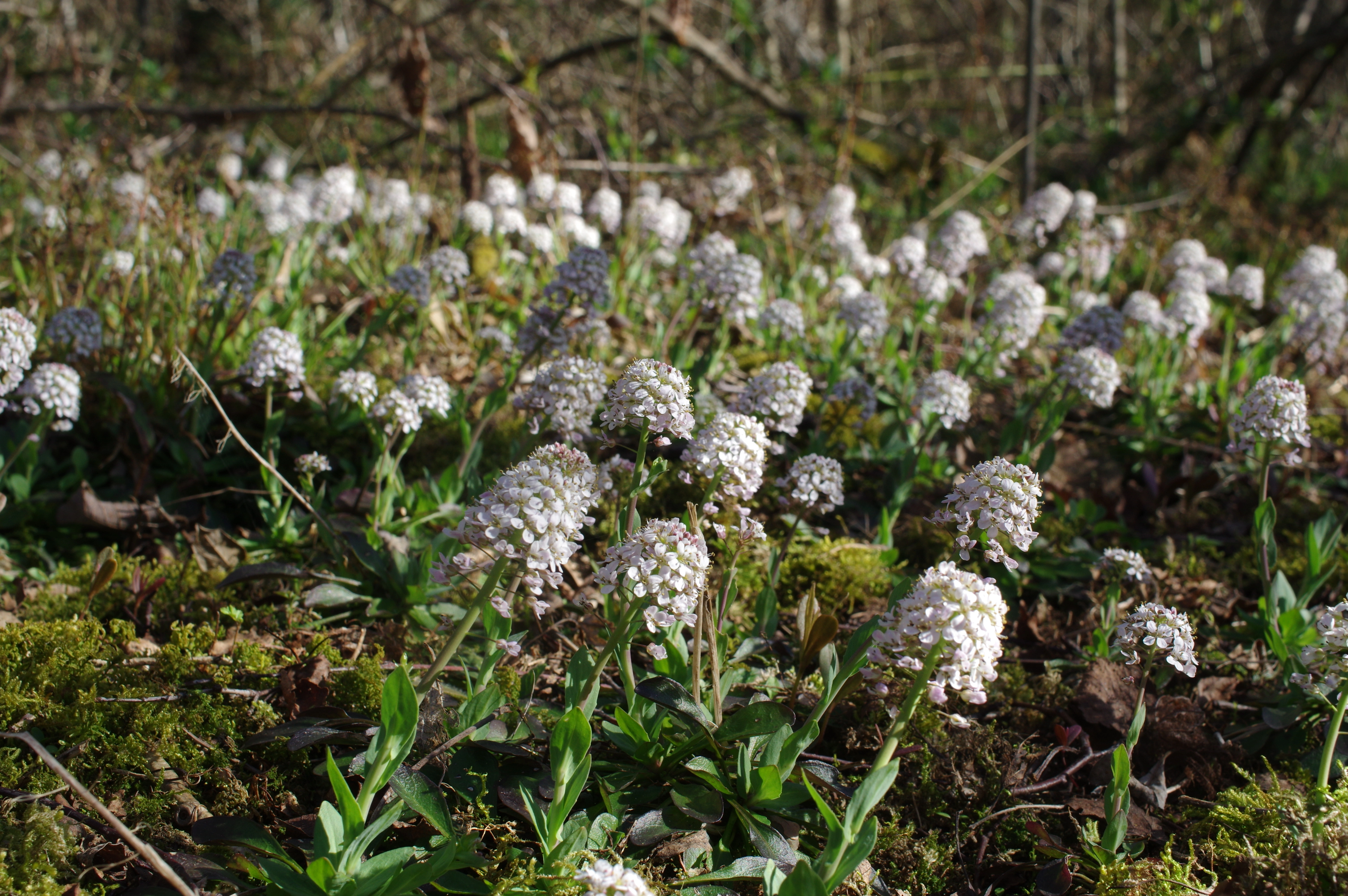 : Noccaea caerulescens.