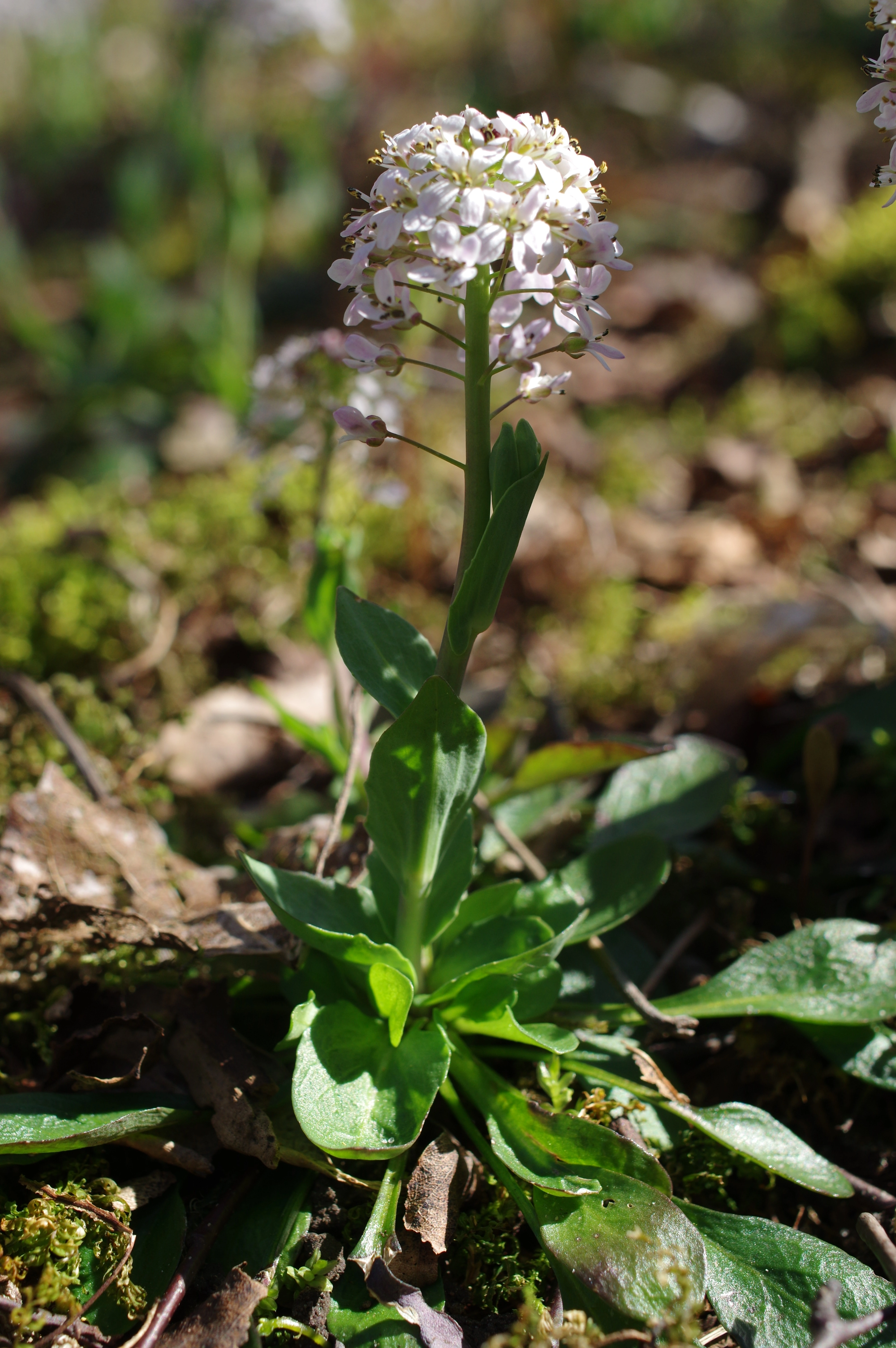 : Noccaea caerulescens.