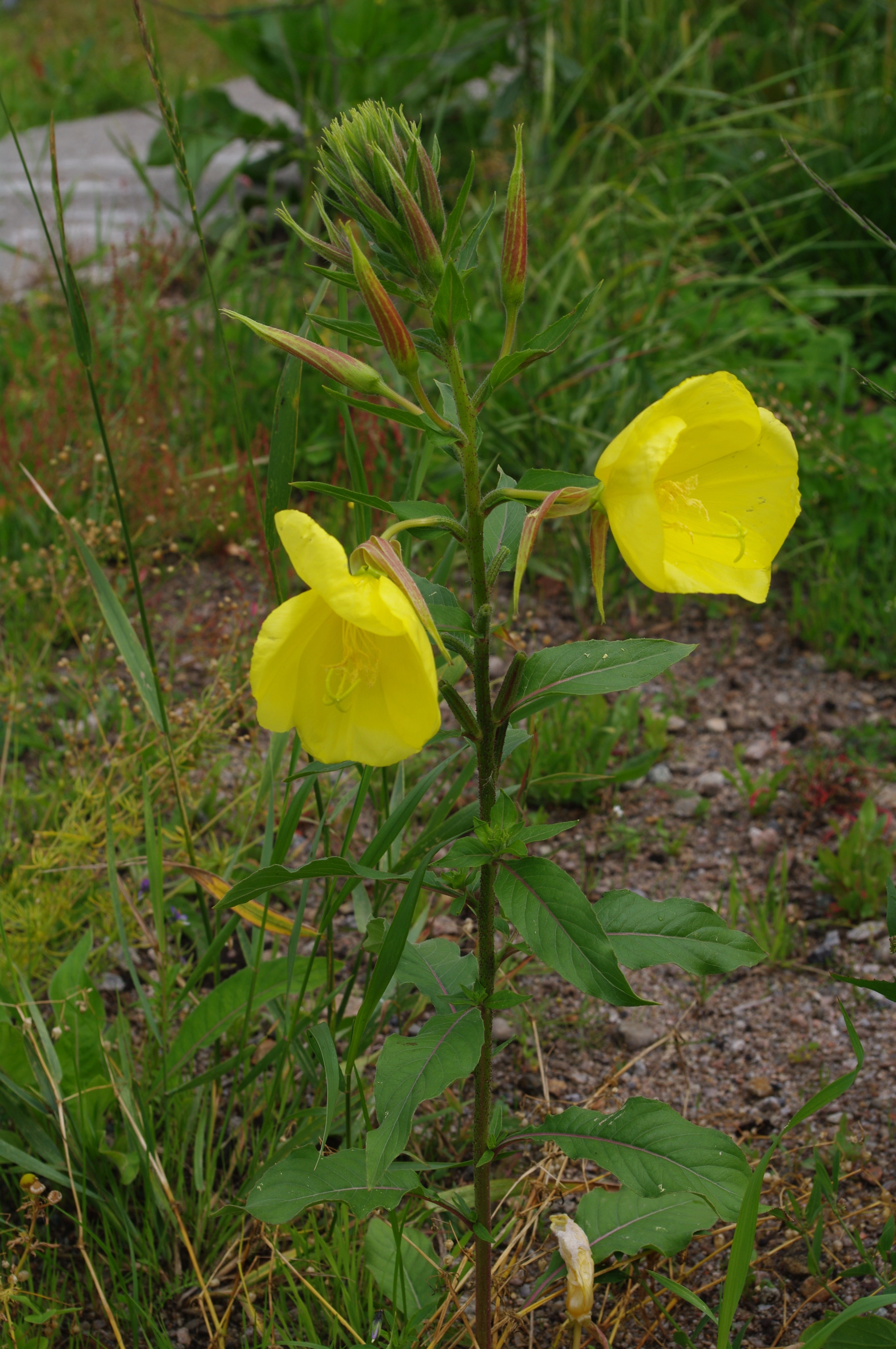 : Oenothera glazioviana.