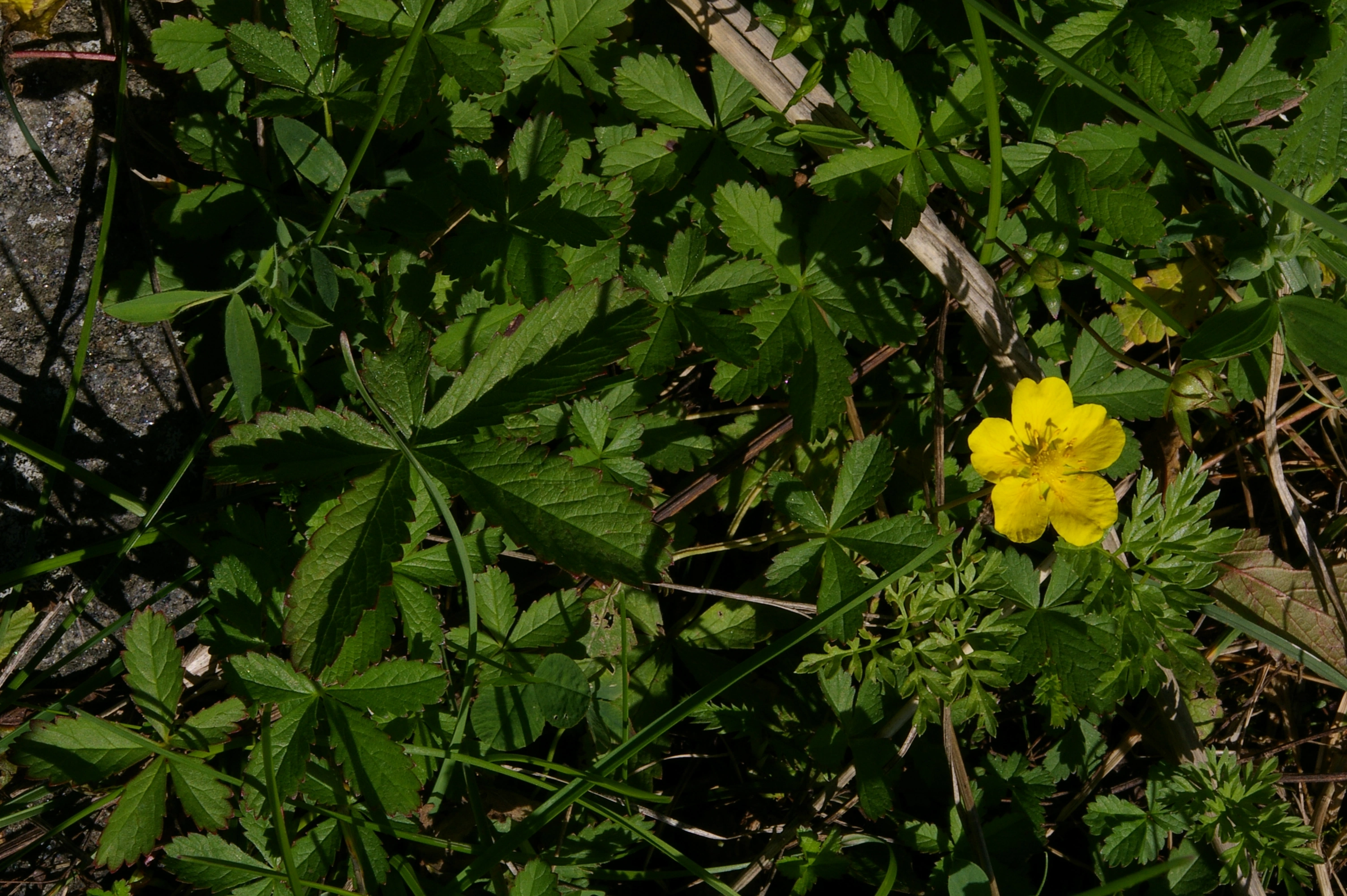 : Potentilla reptans.