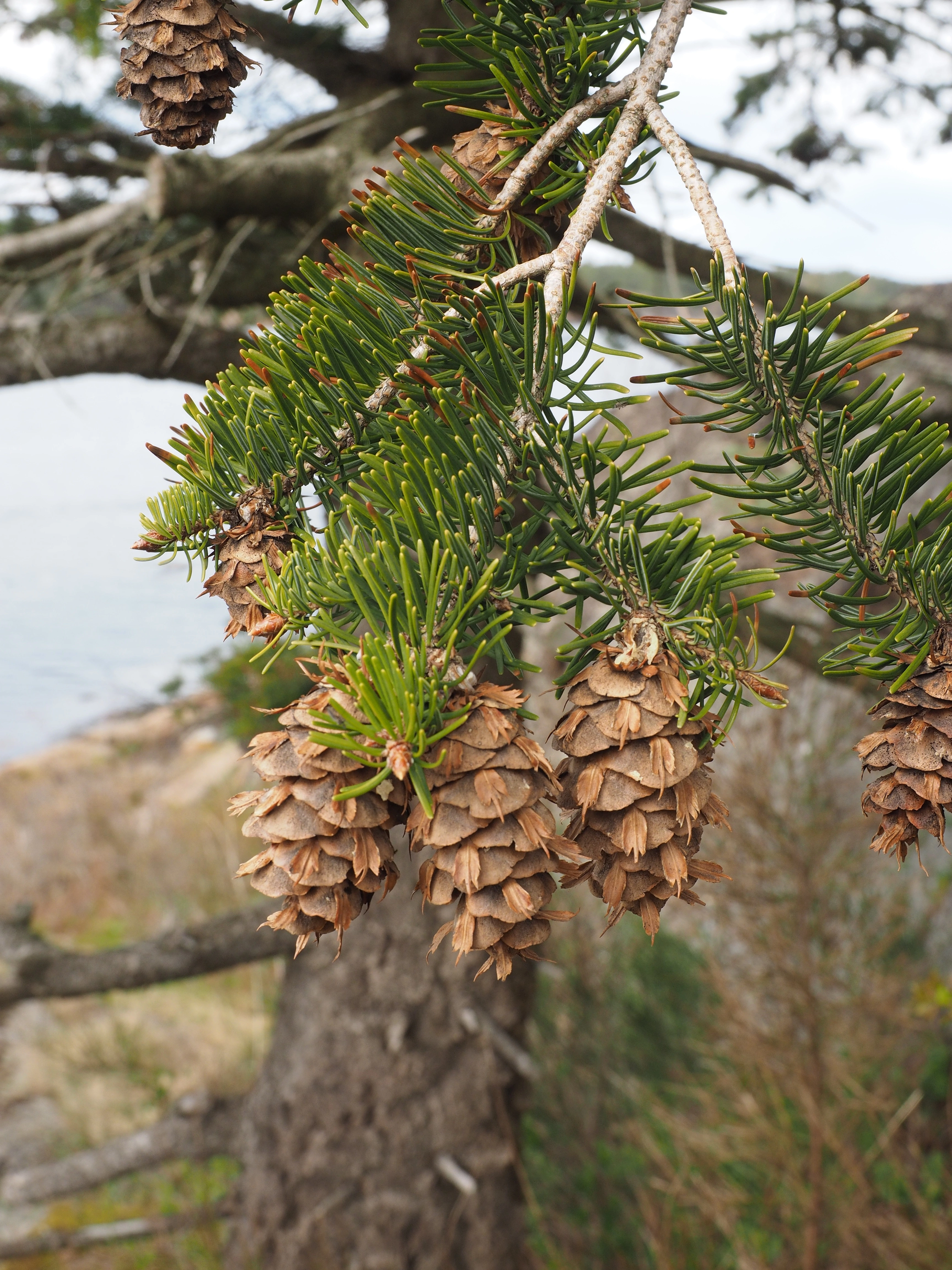 : Pseudotsuga menziesii.