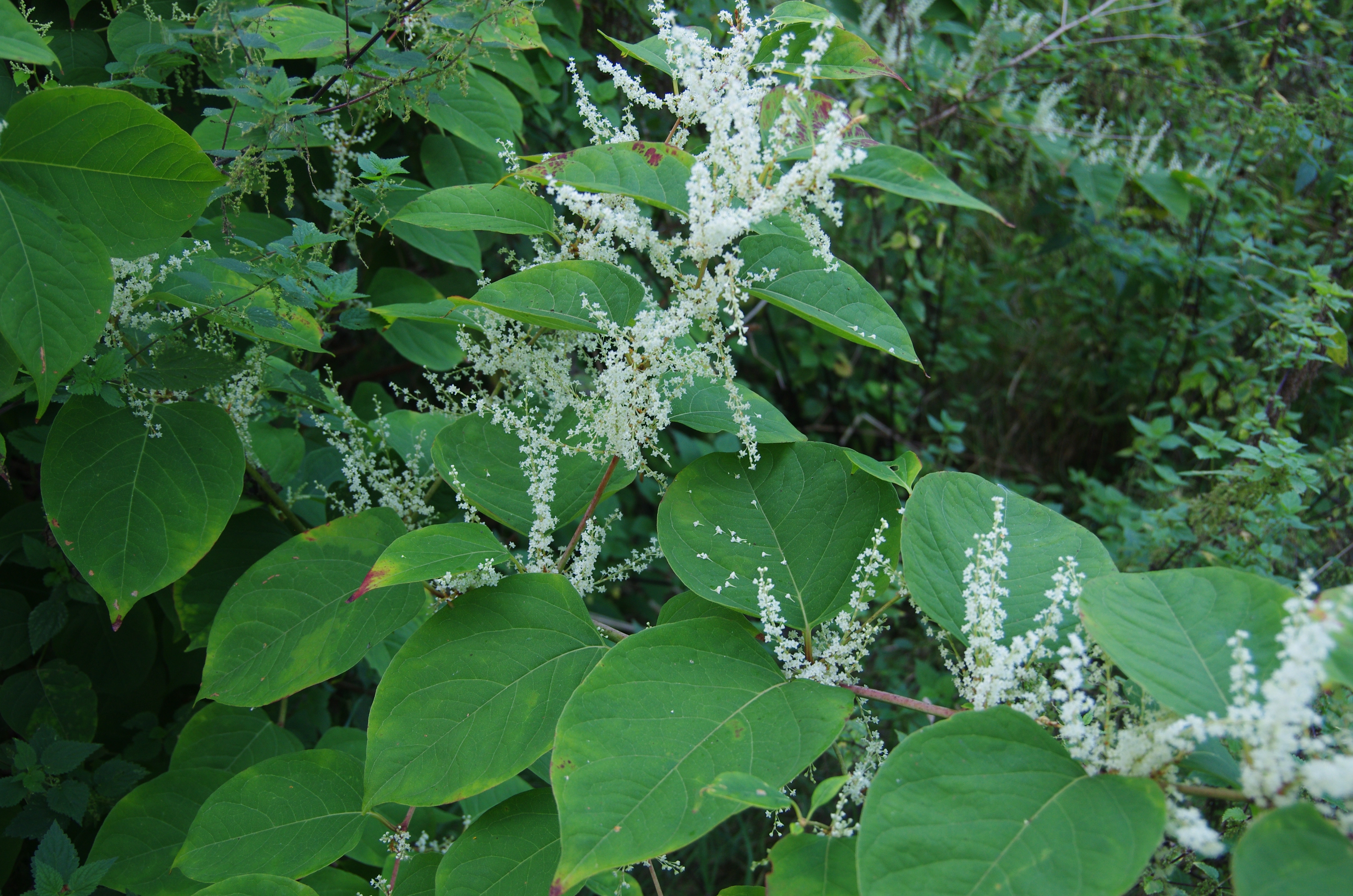 : Reynoutria japonica.