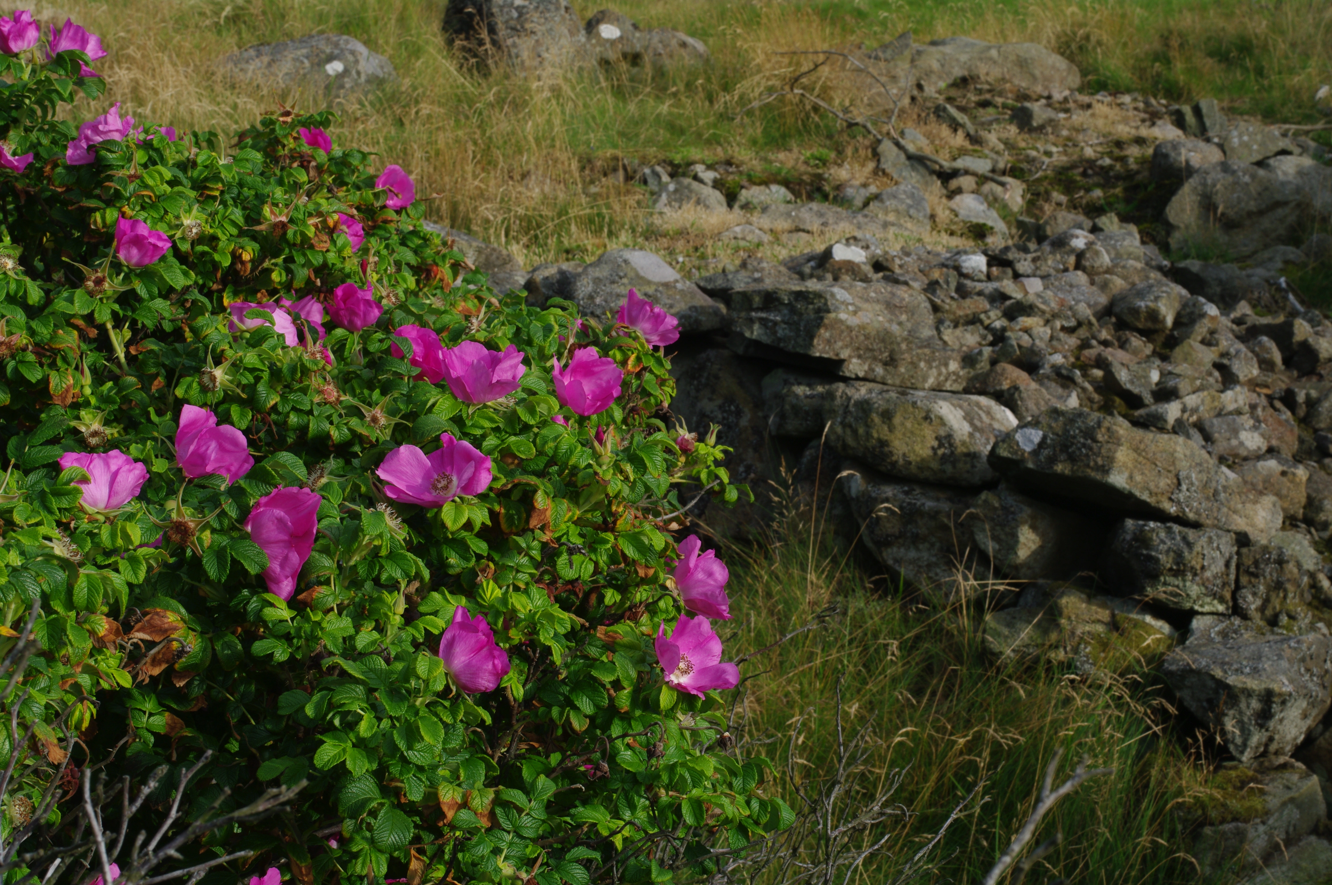 : Rosa rugosa.