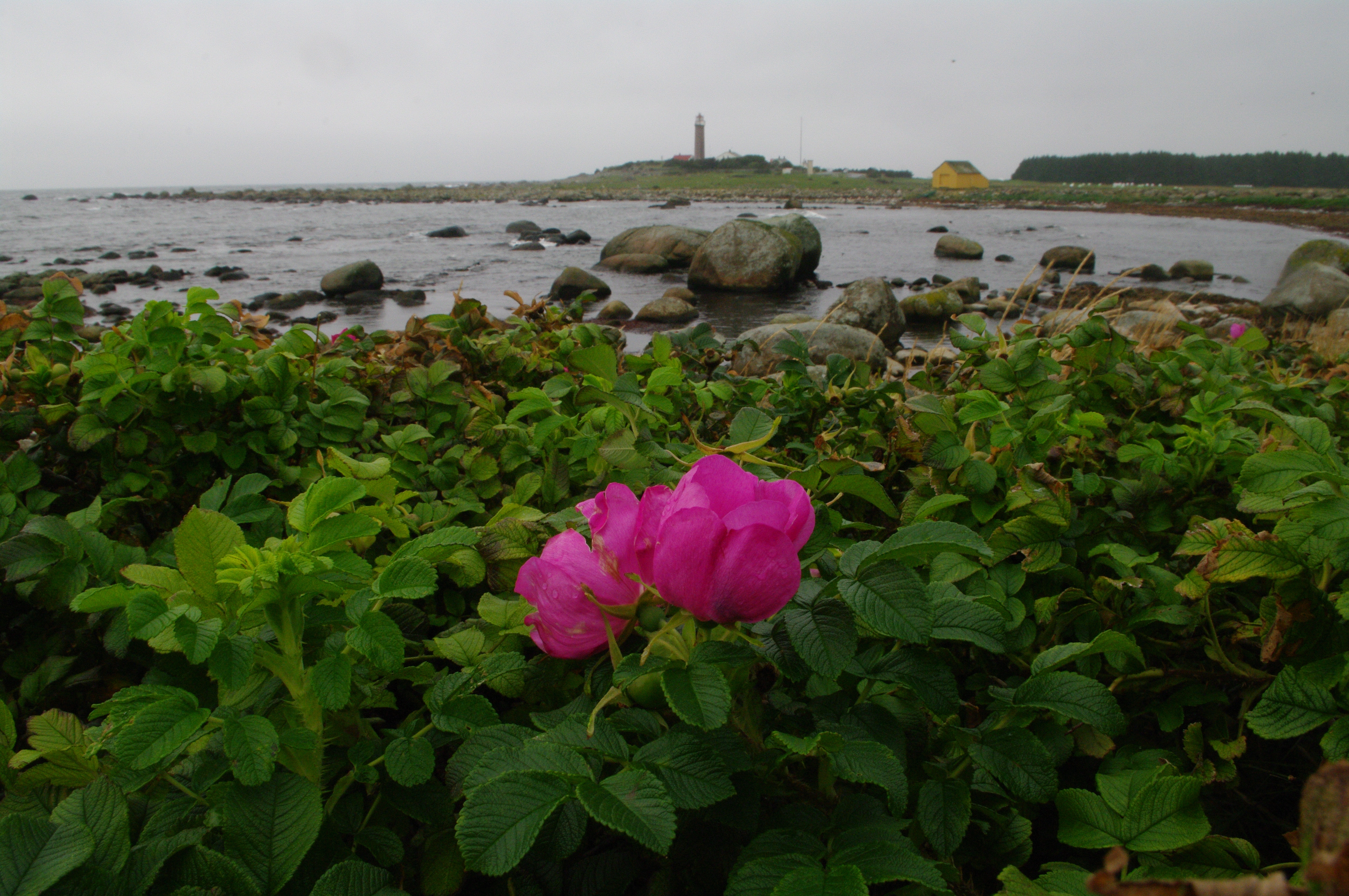 : Rosa rugosa.