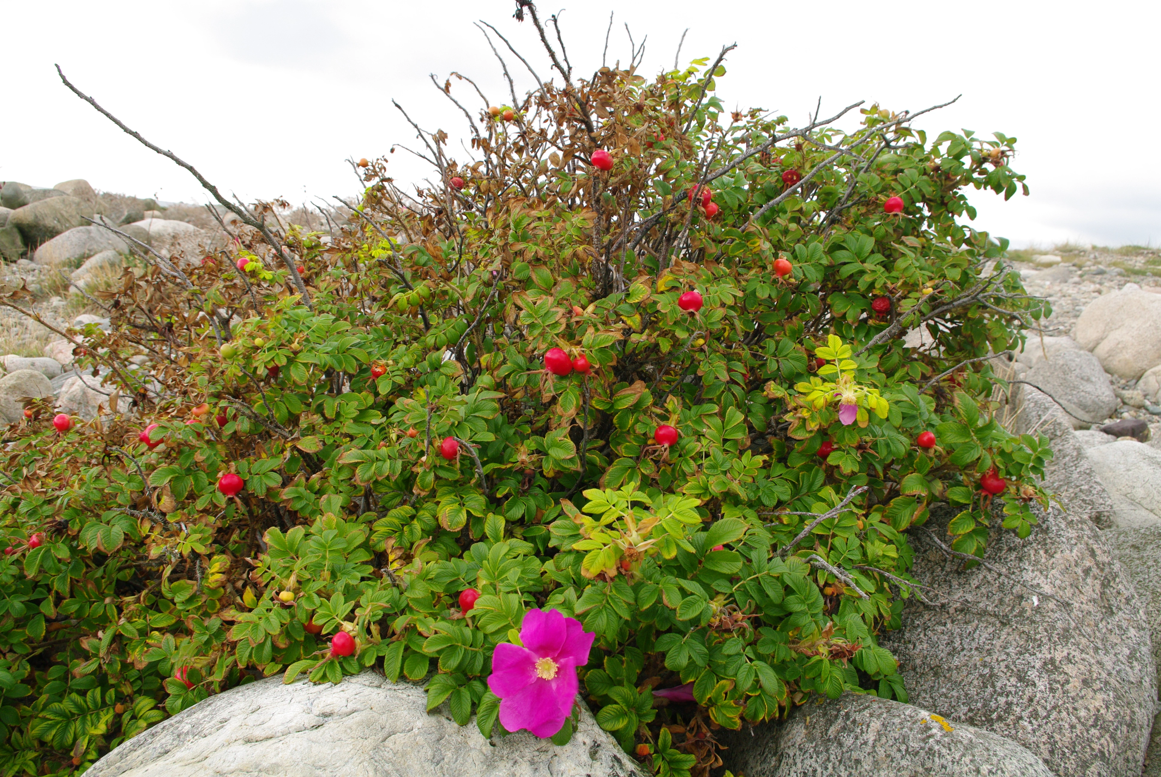 : Rosa rugosa.