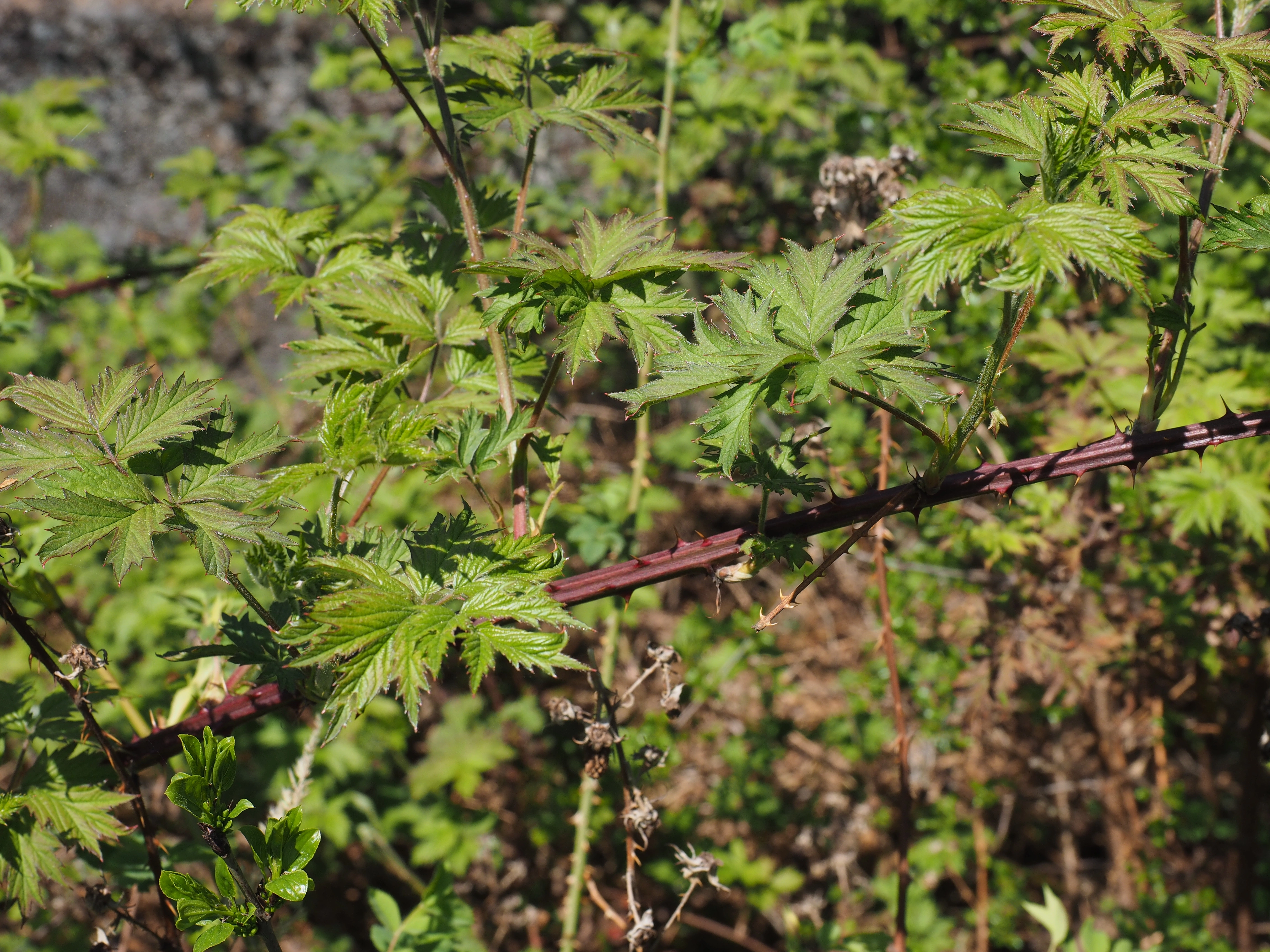 : Rubus laciniatus.