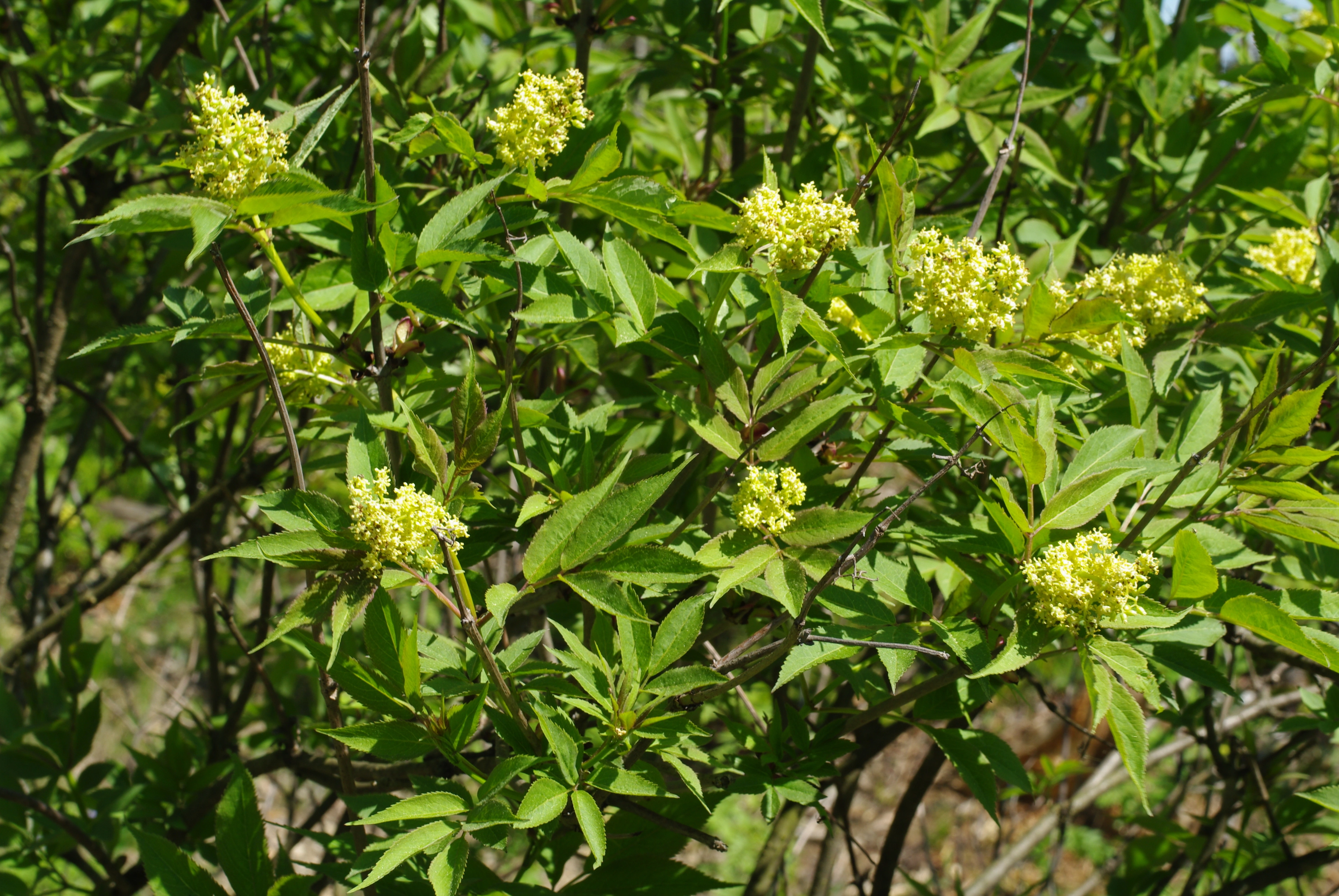 : Sambucus racemosa.