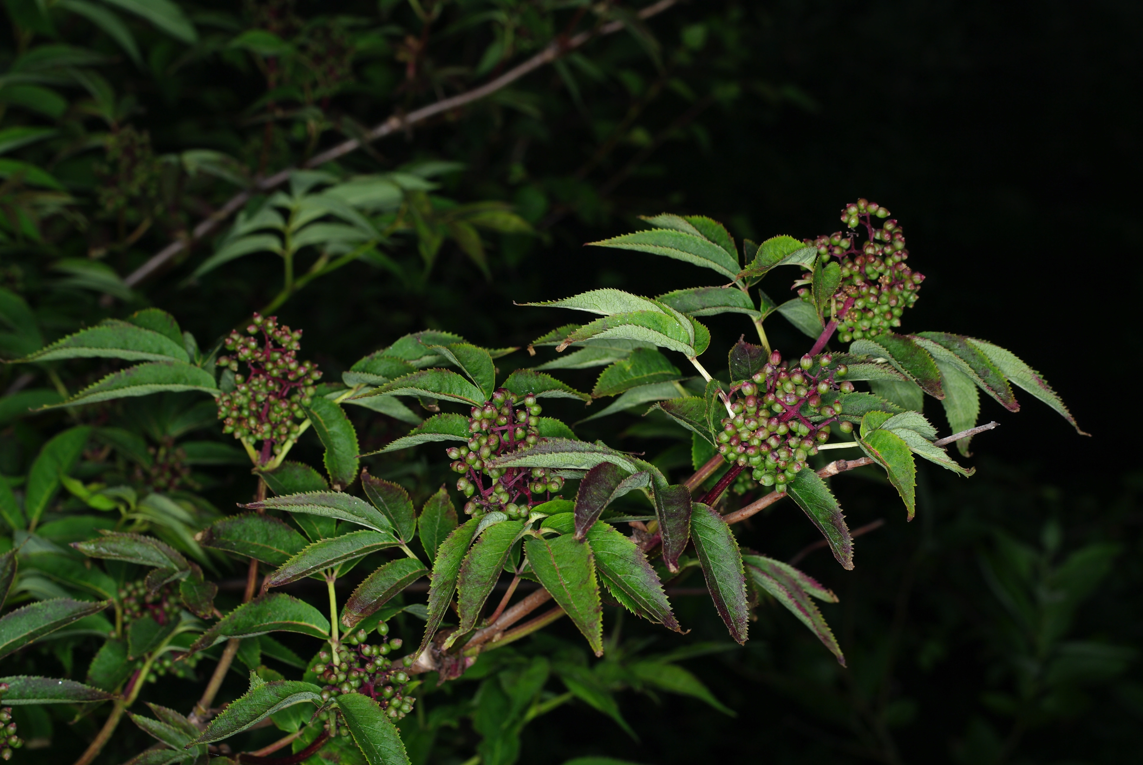 : Sambucus racemosa.