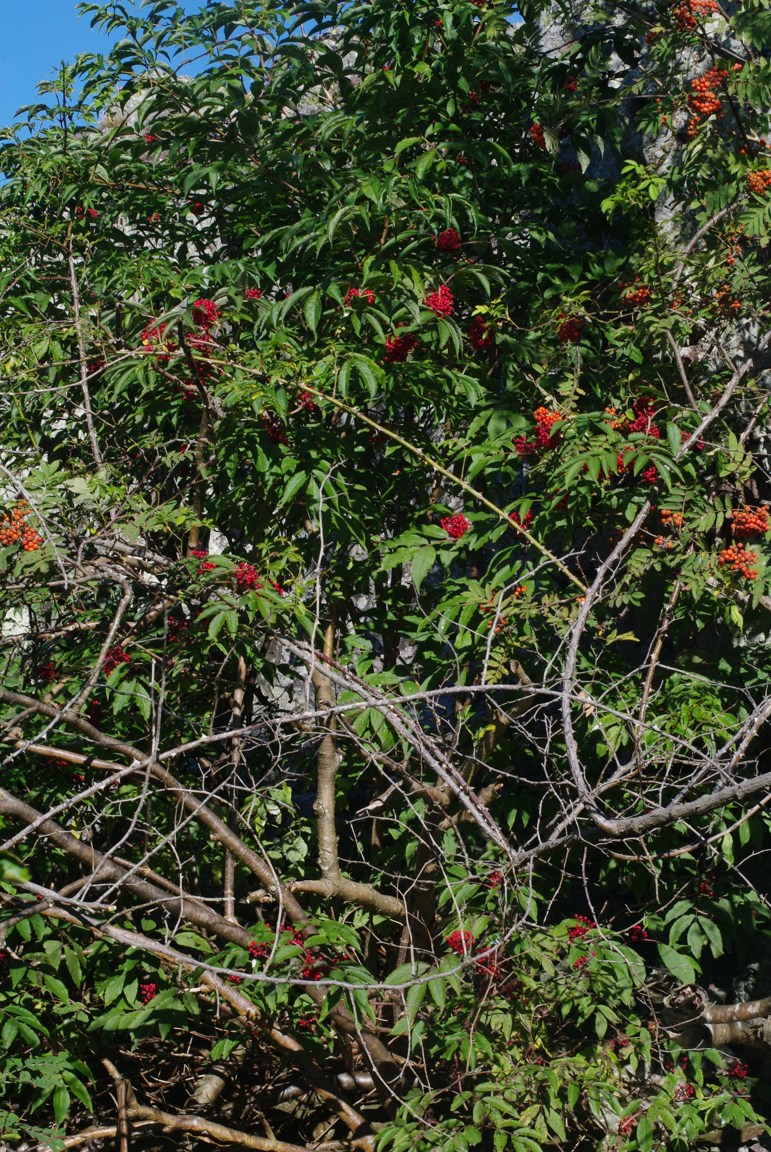 : Sambucus racemosa.