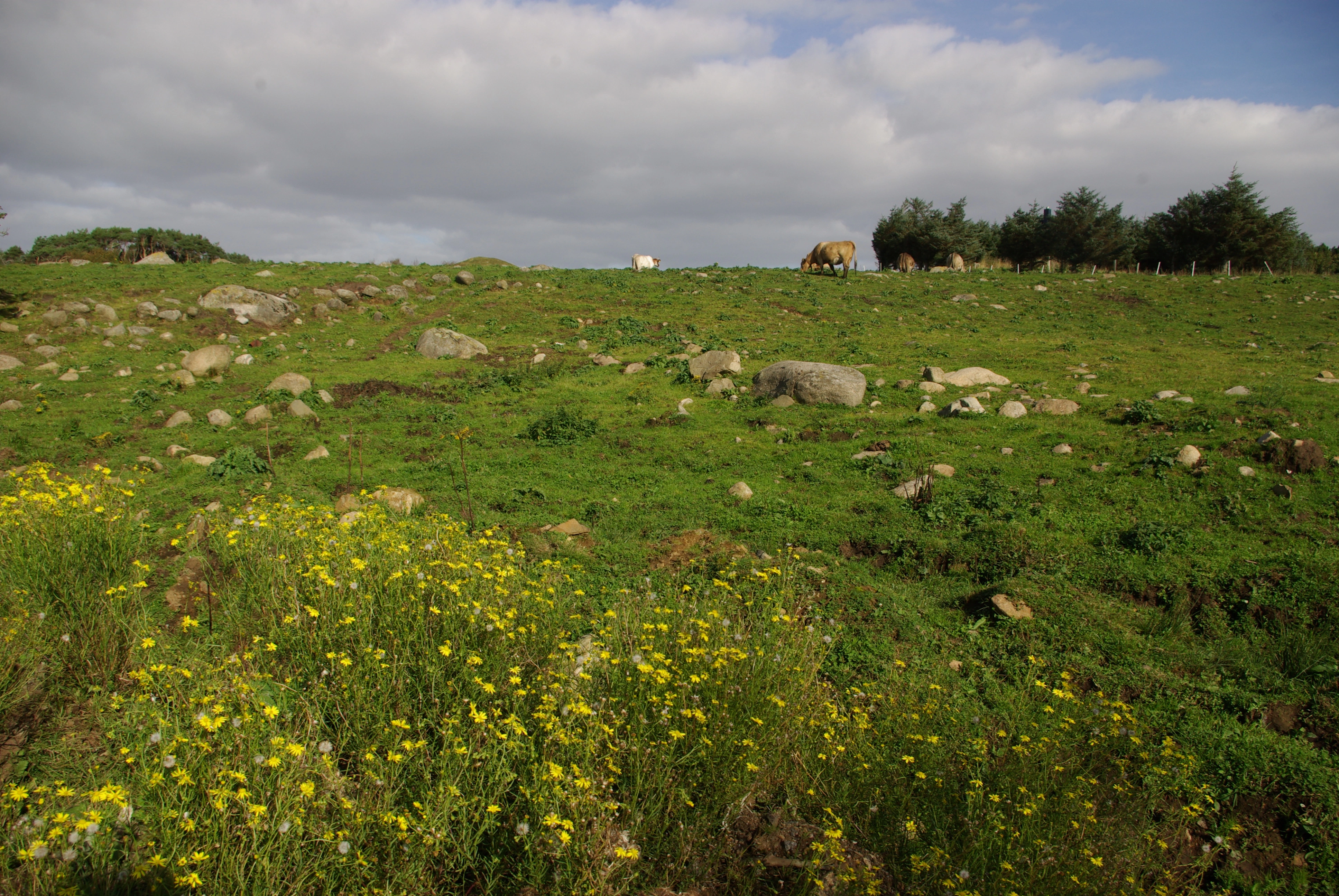 : Senecio inaequidens.