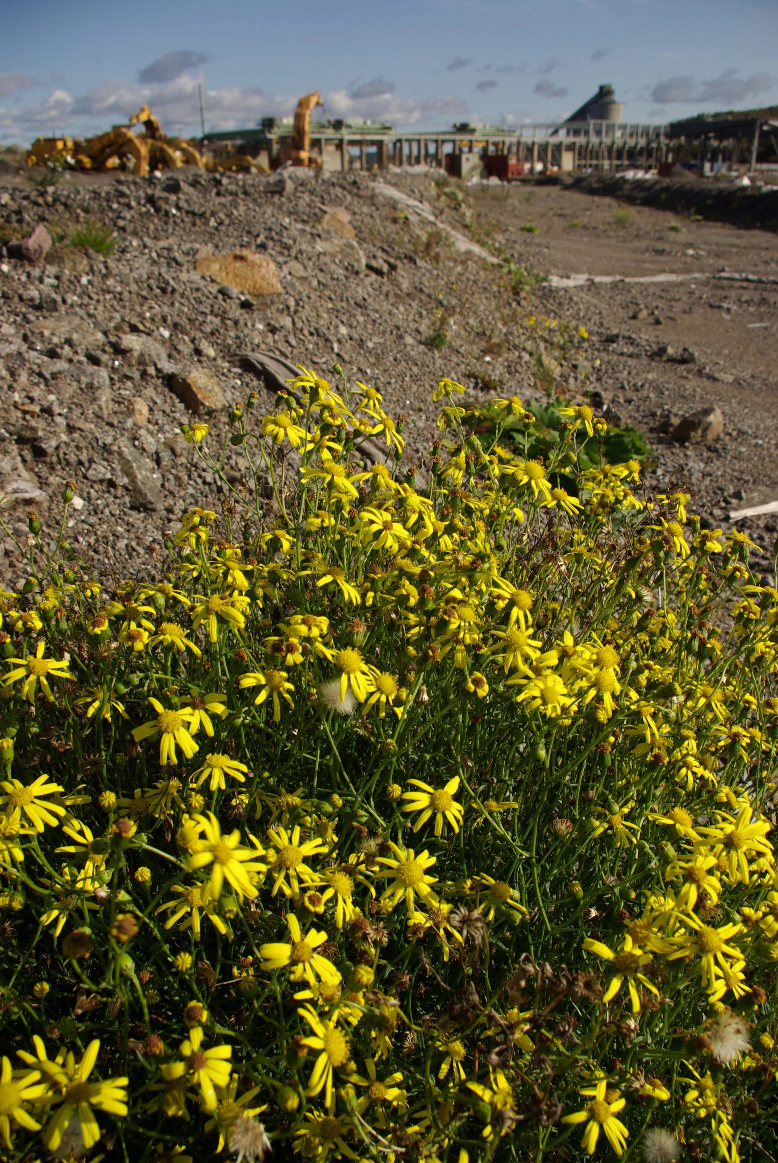 : Senecio inaequidens.