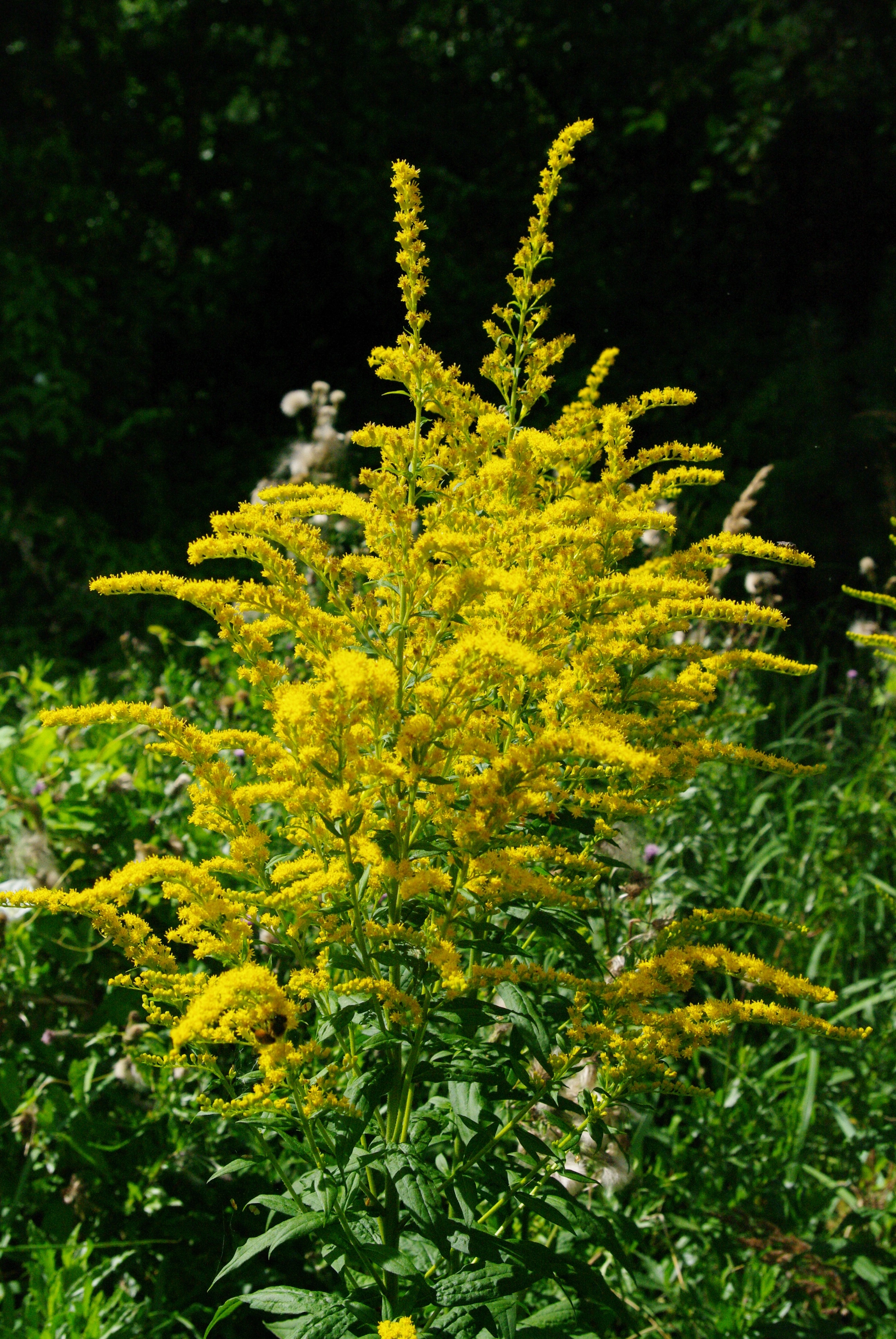 : Solidago canadensis.