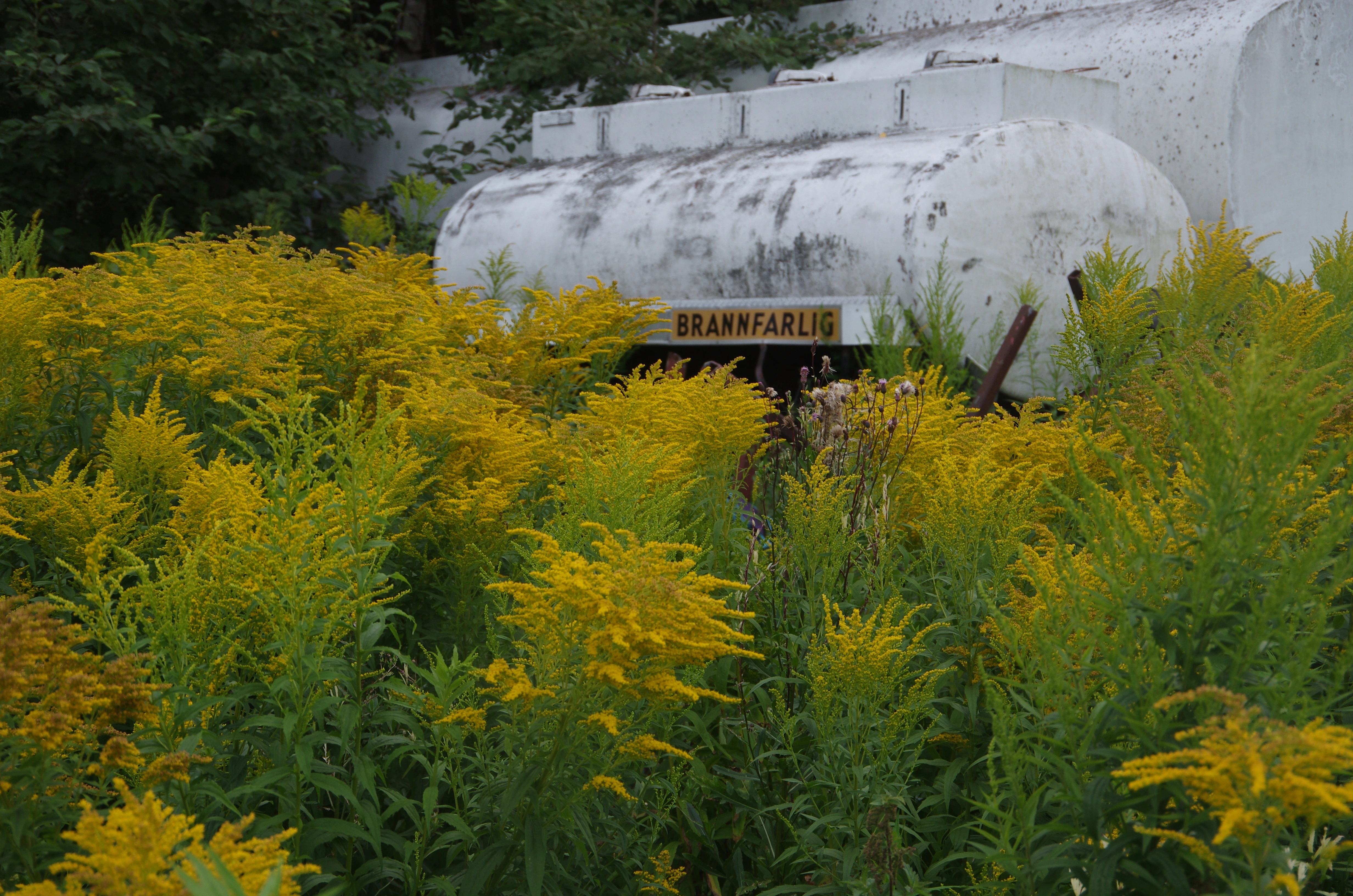 : Solidago canadensis.