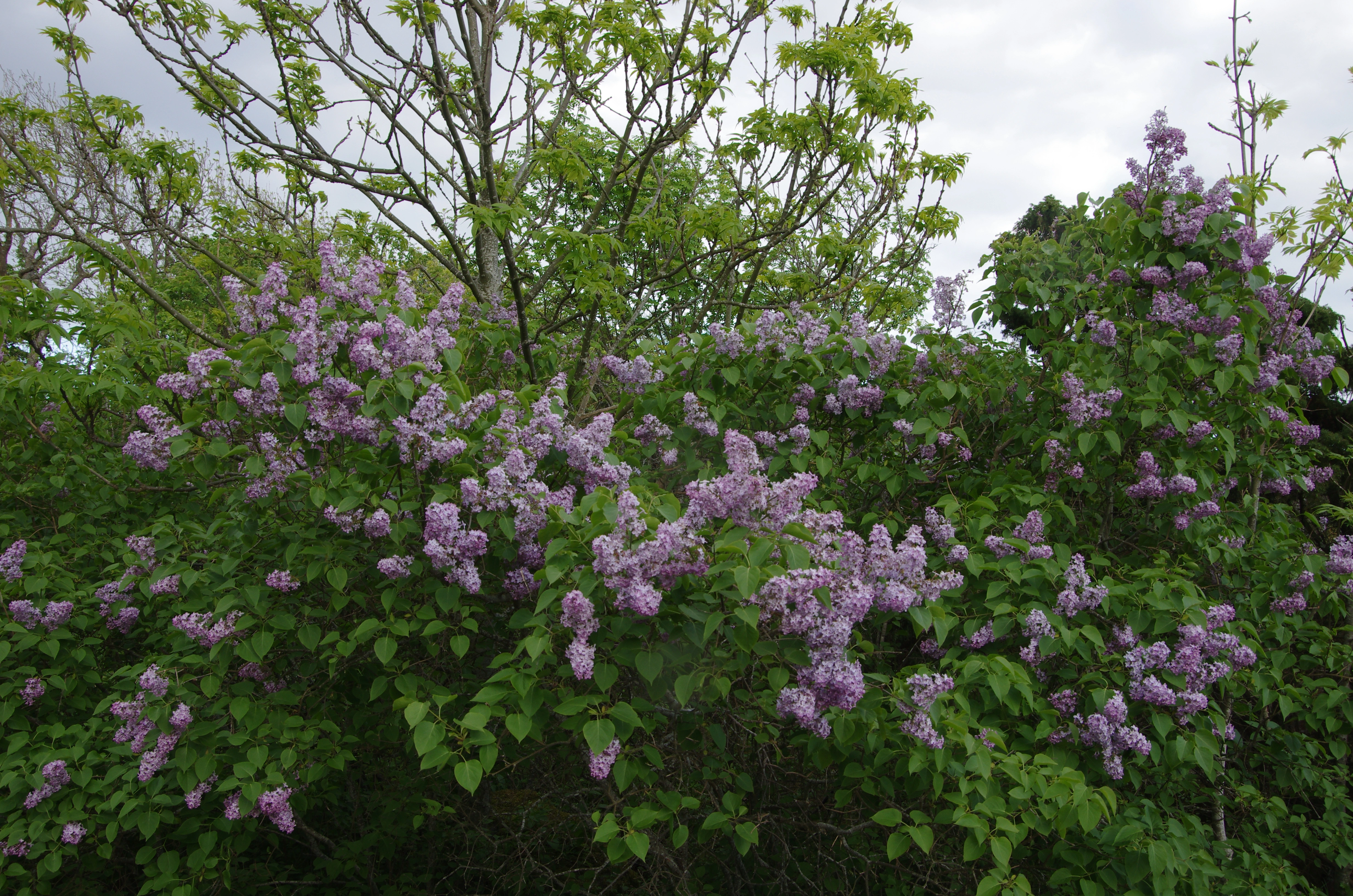 : Syringa vulgaris.