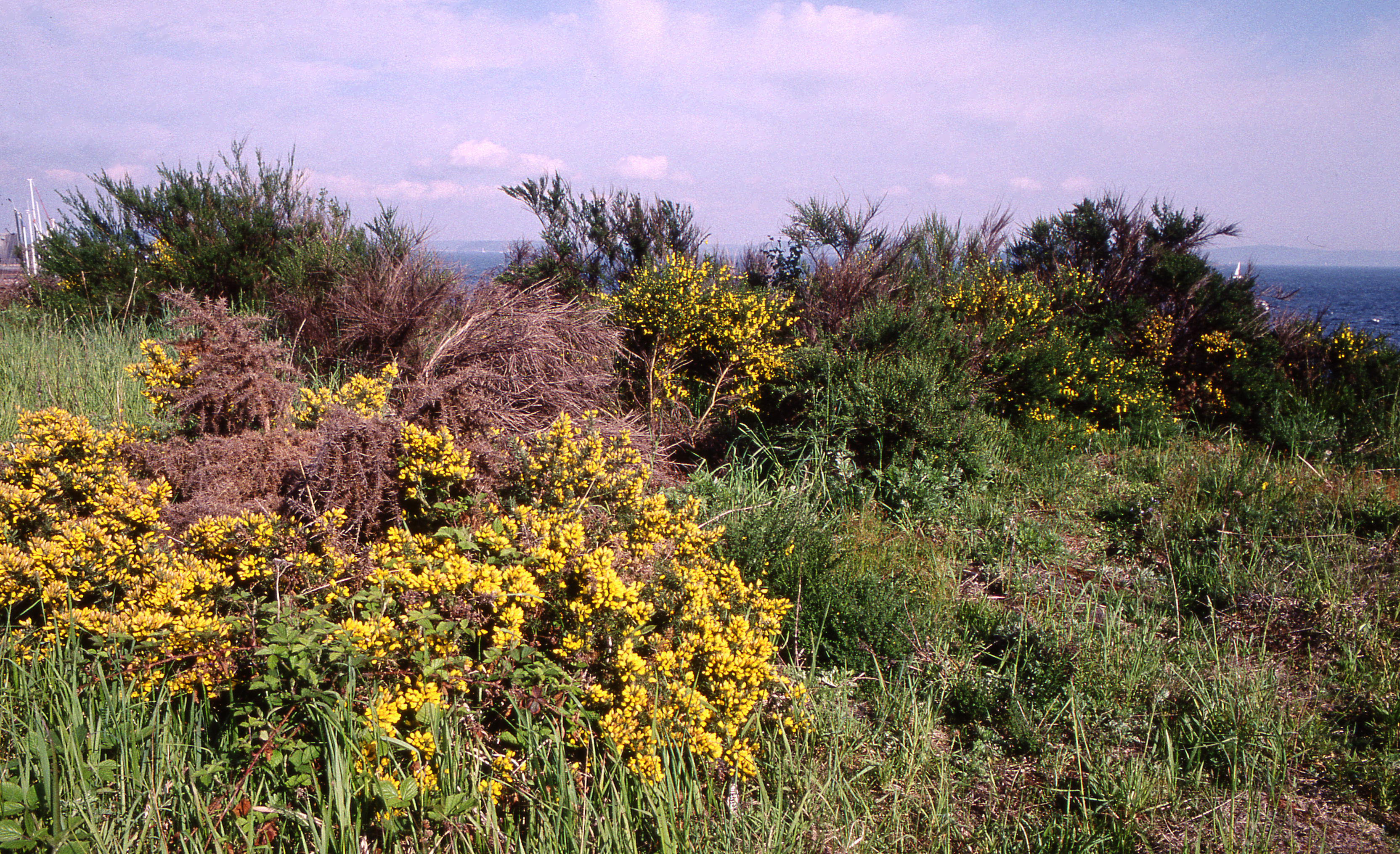 : Ulex europaeus.