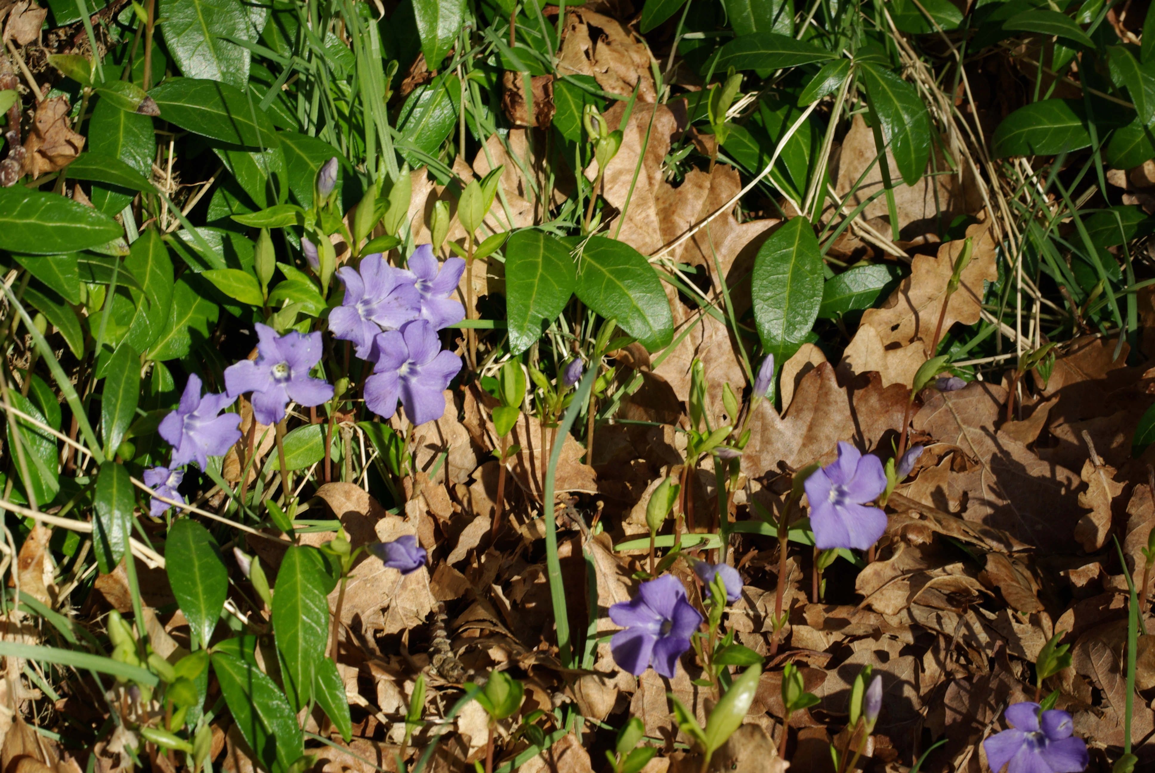 : Vinca minor.