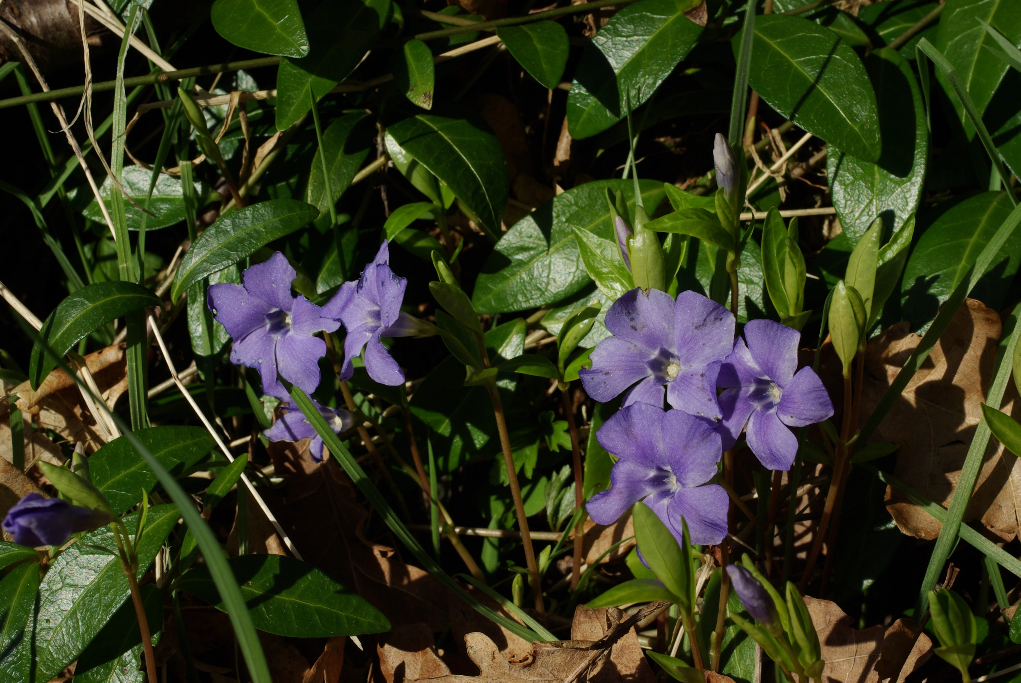 : Vinca minor.